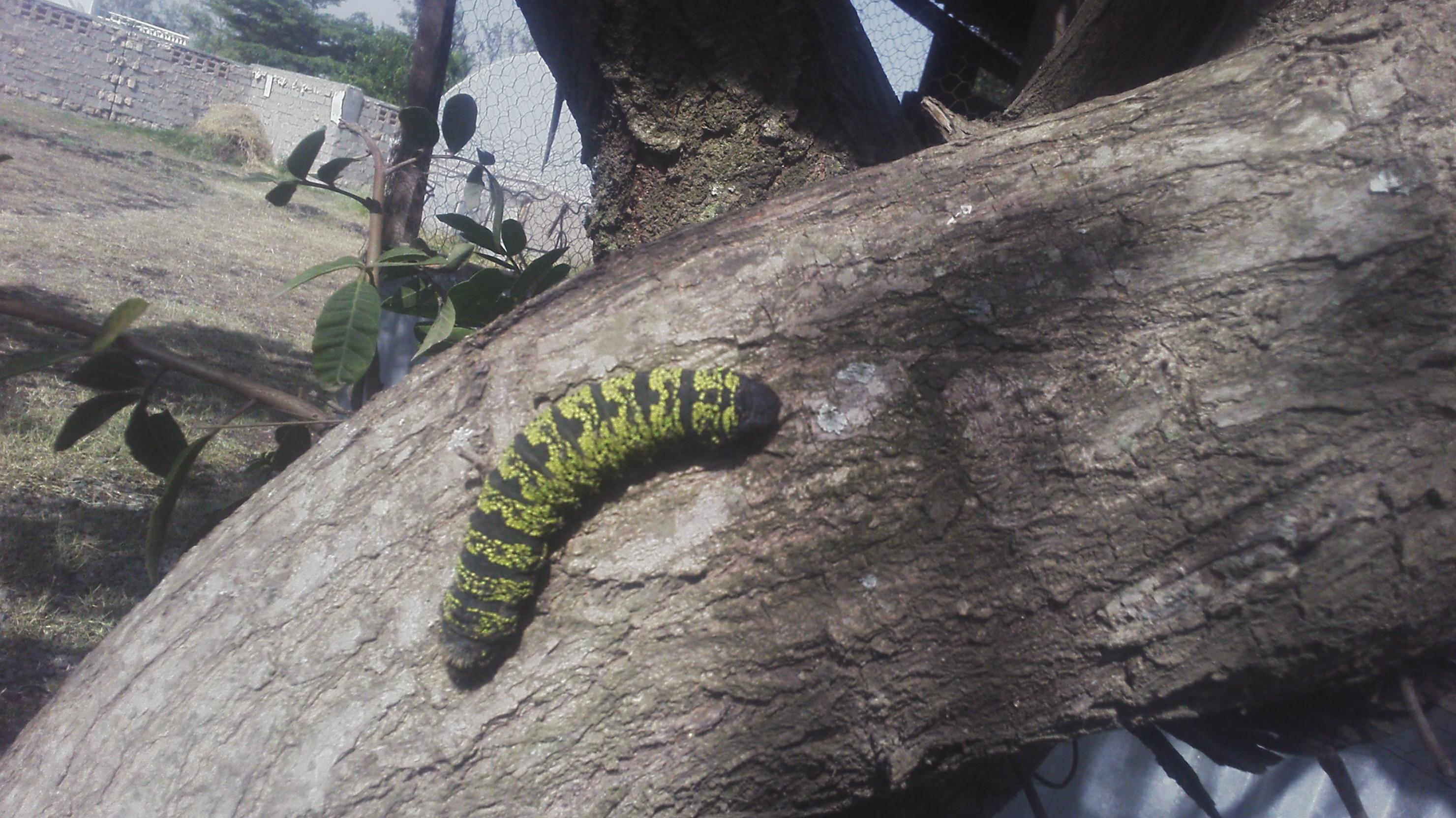 Nairobi, Kenya. These caterpillars, some the size of a man's index finger, keep crawling to my