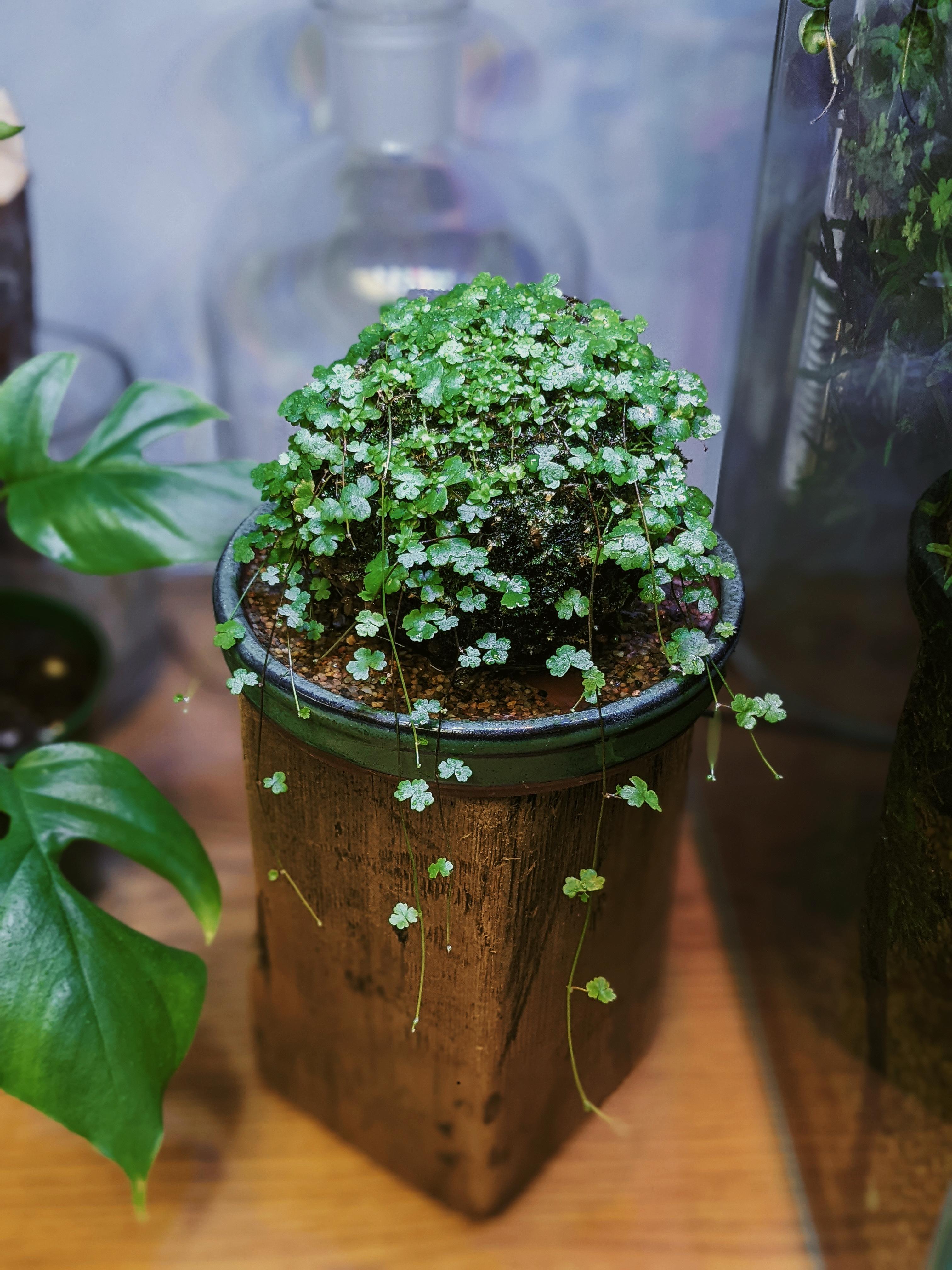 The beauty of my favorite aquarium plant in its emersed form Hydrocotyle tripartita r