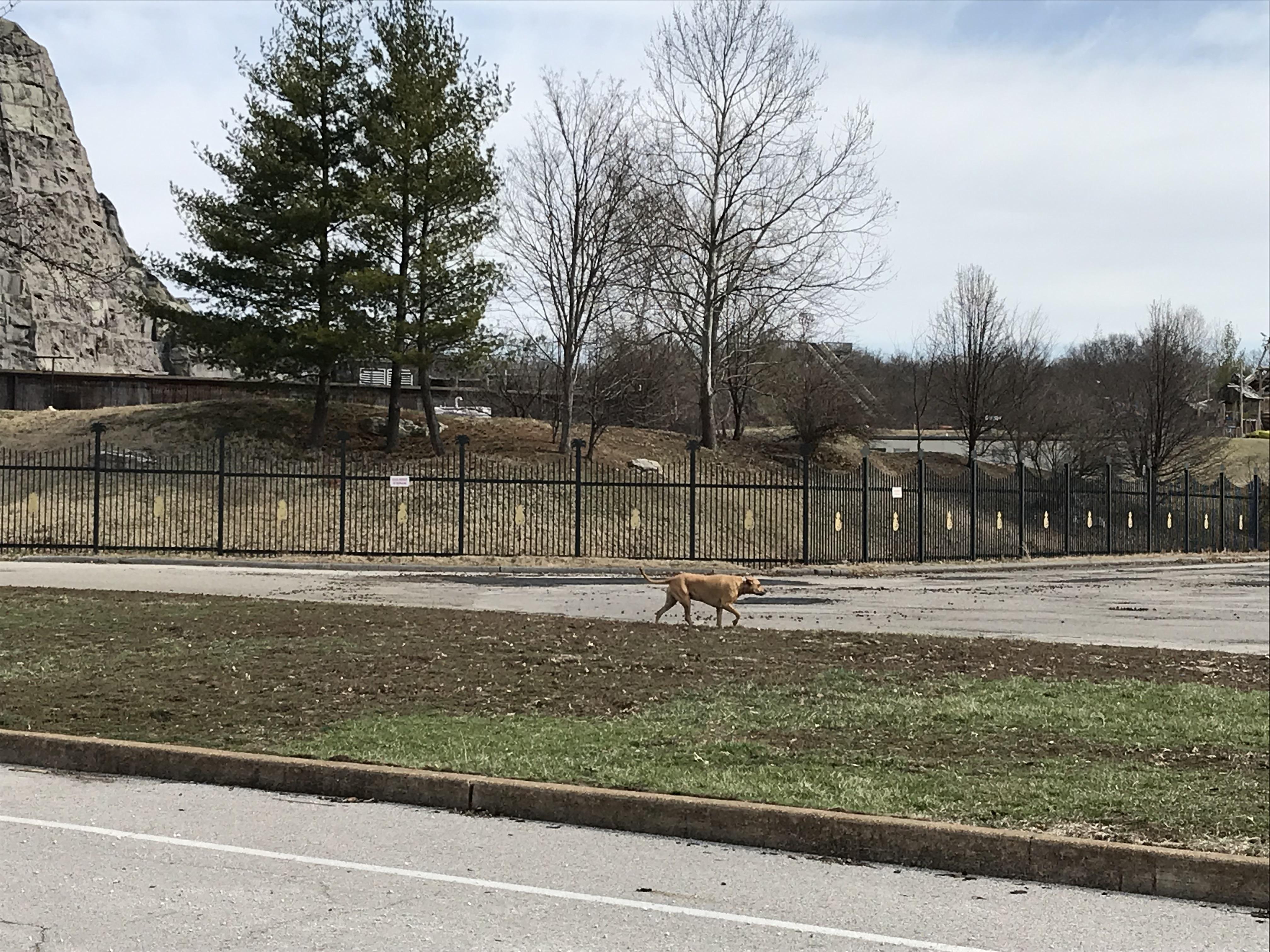 Opening day of Six Flags and there’s a random dog walking around the parking lot r/StLouis