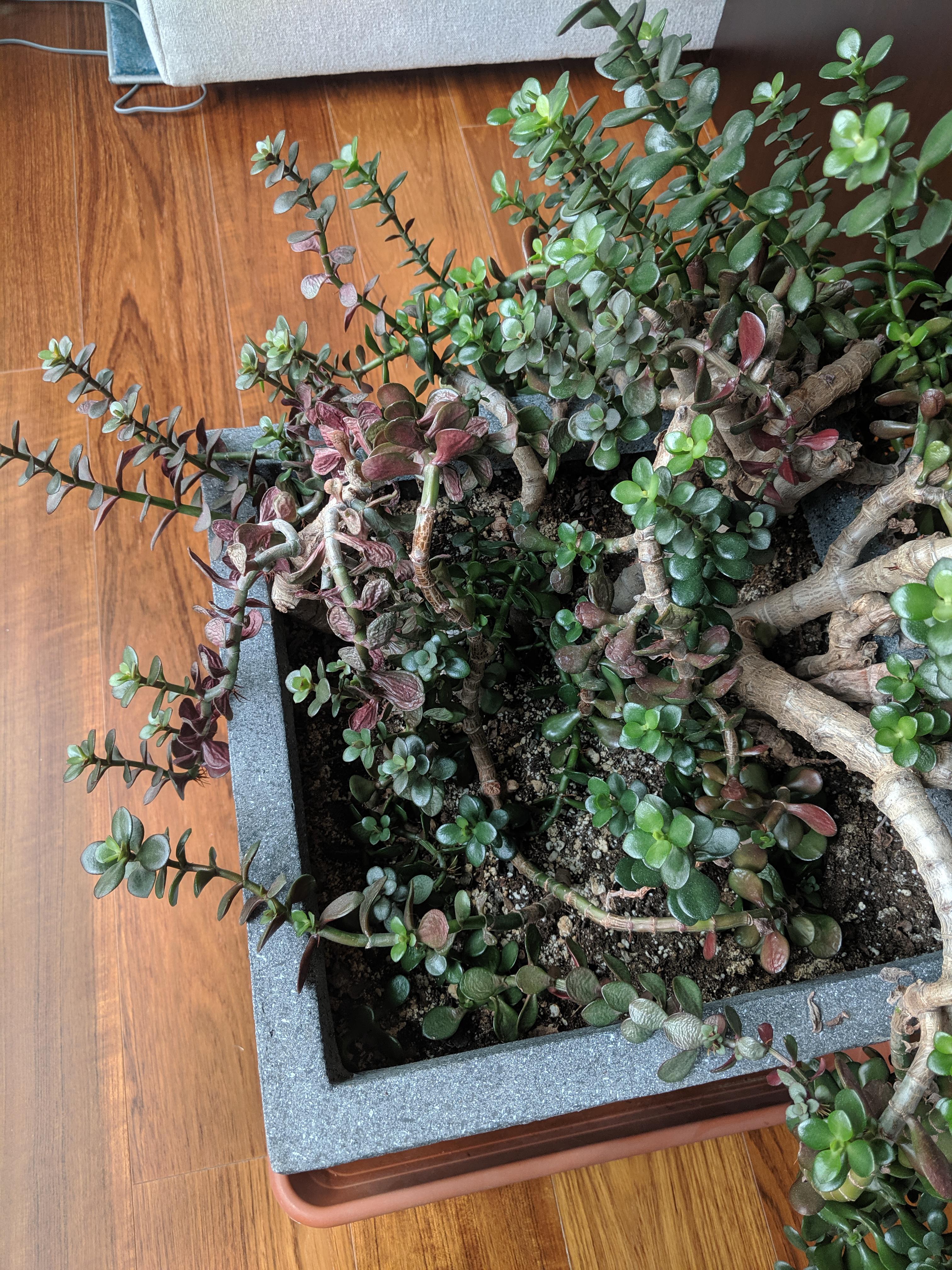 Is my Jade plant getting too much sun?