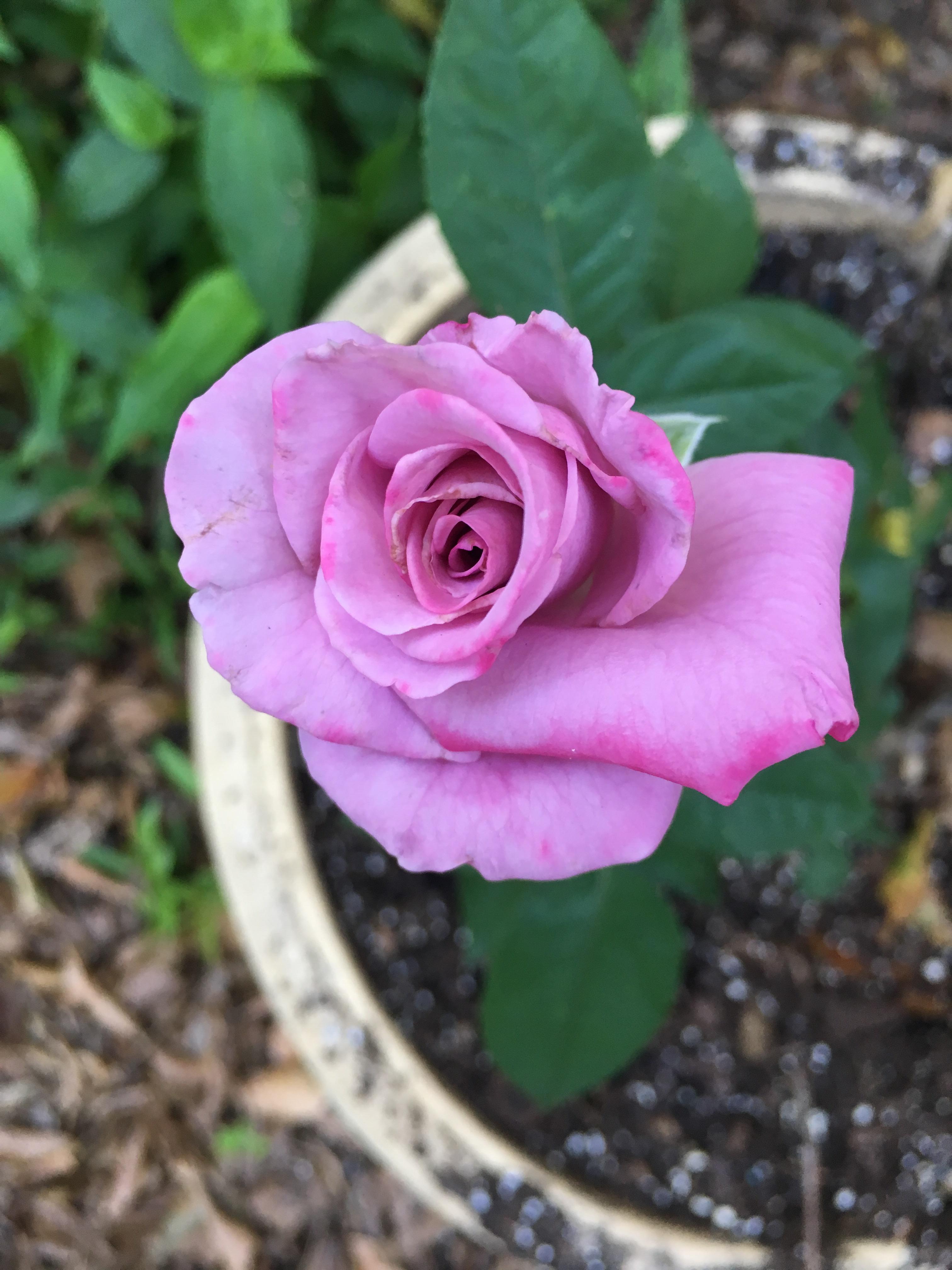 My Aldi rose plant bloomed! 🌹 r/aldi