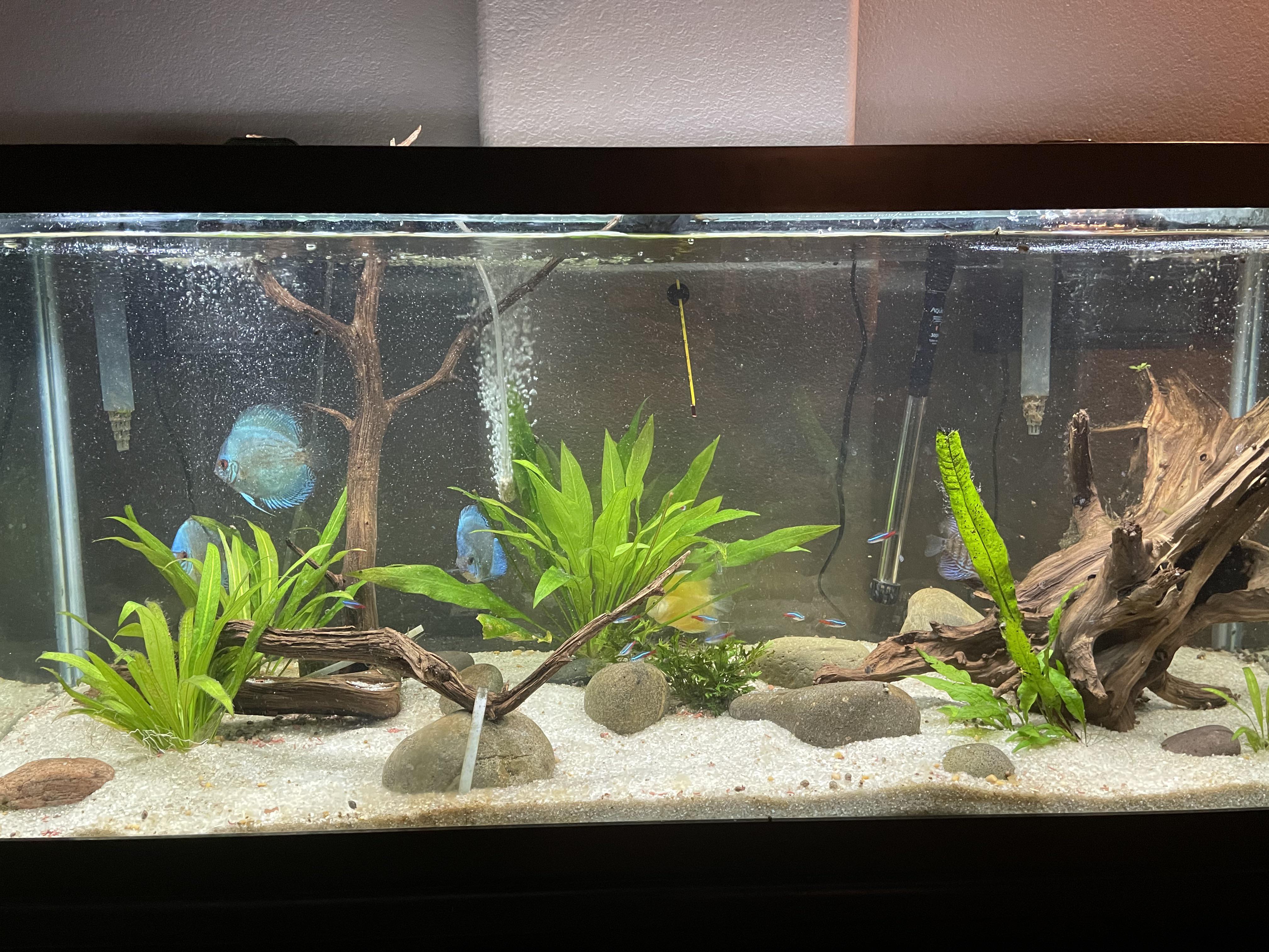 Discus keep hiding, after being fine for months? discus