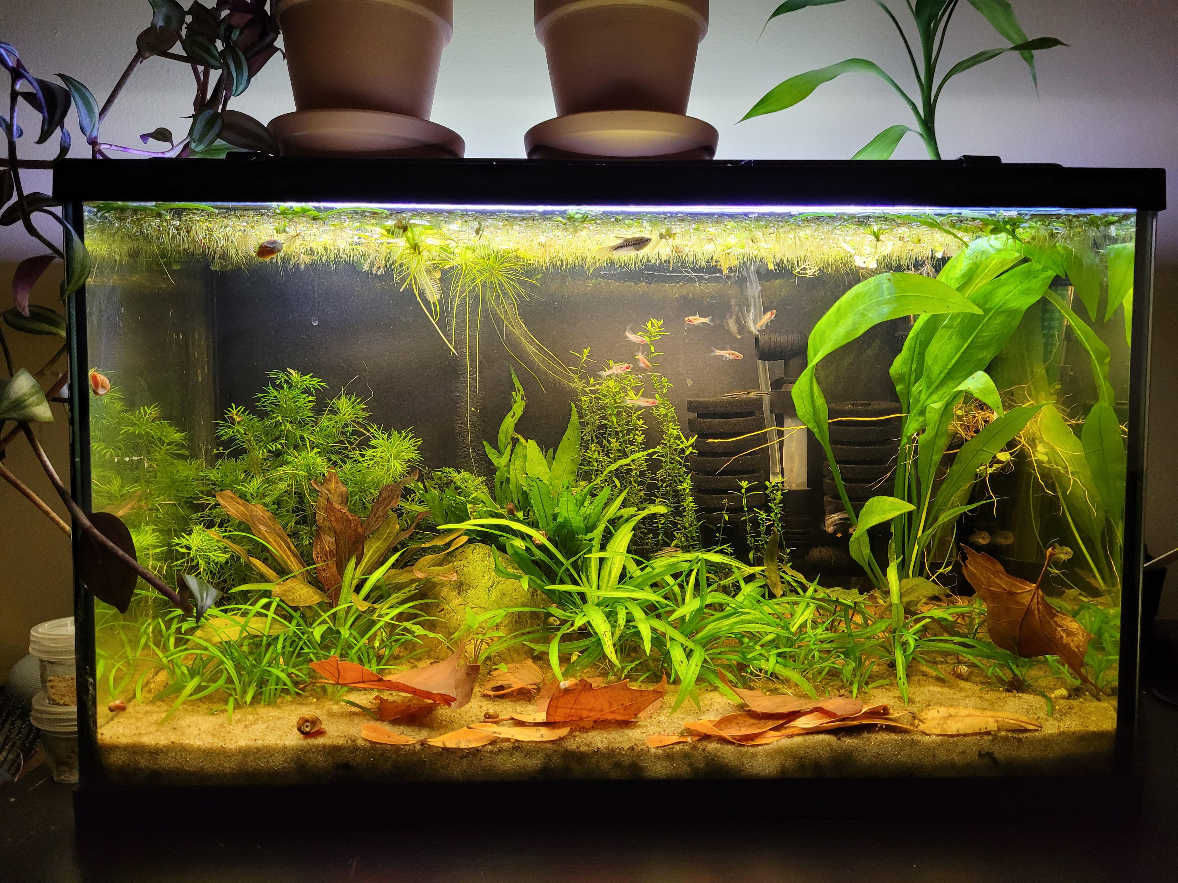 Hardscape for blackwater done. What fish would you add here? I will