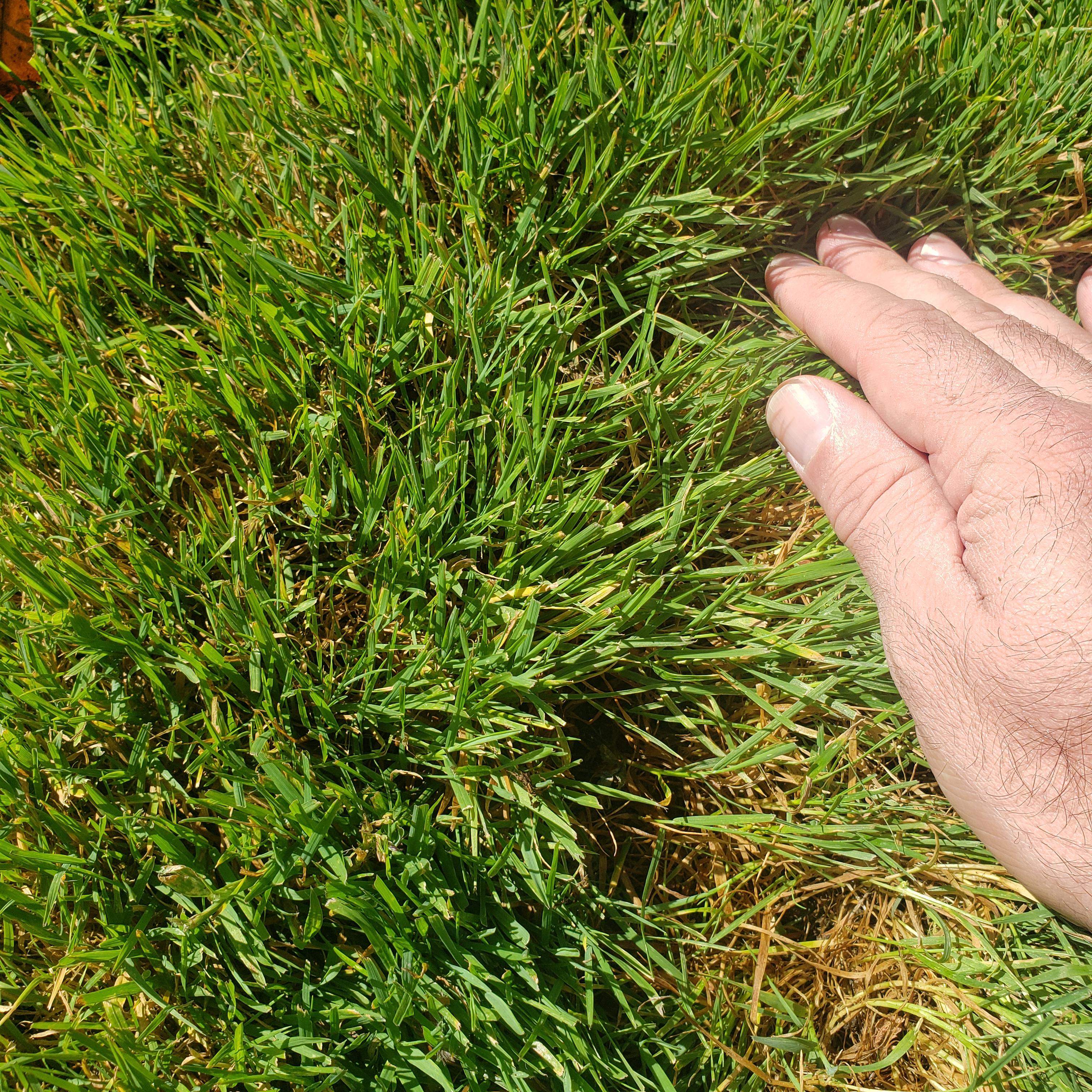 What type of grass is this? Very plush feeling but soft. r/Grass