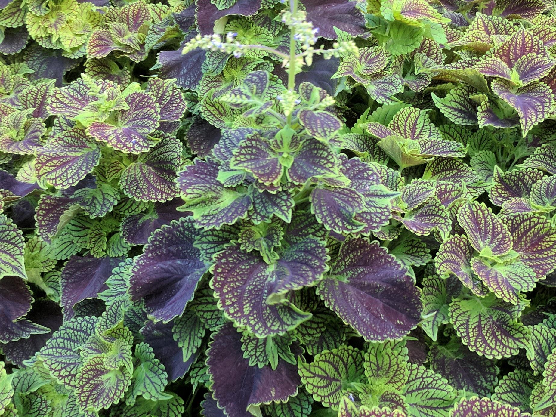 Need Help Identifying This Plant with Green & Purple Leaves r/gardening