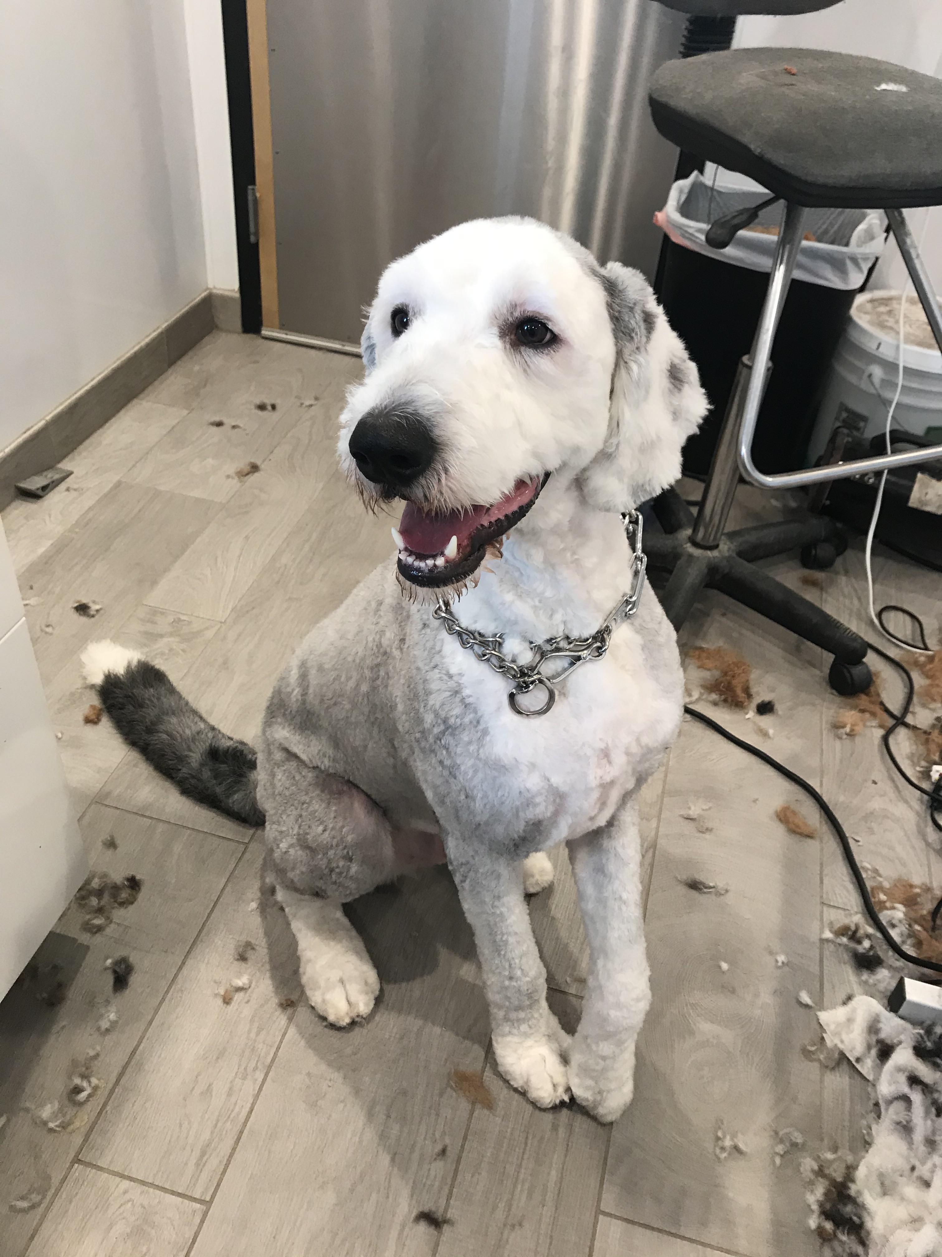 I just charged 200 to give this 90lb sheepadoodle a 4. No other