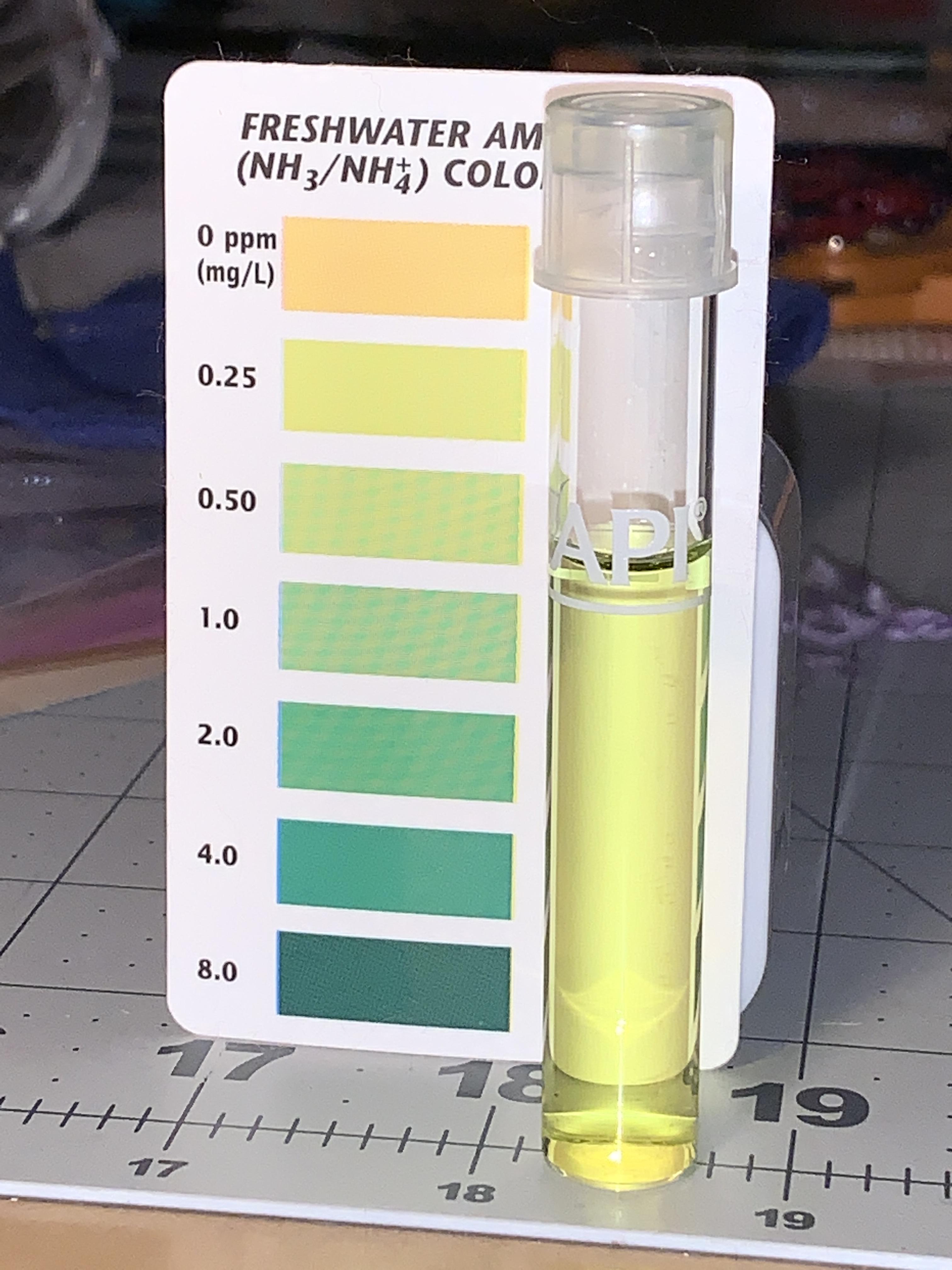 I checked the amount of ammonia in my tank, it looks more yellow in