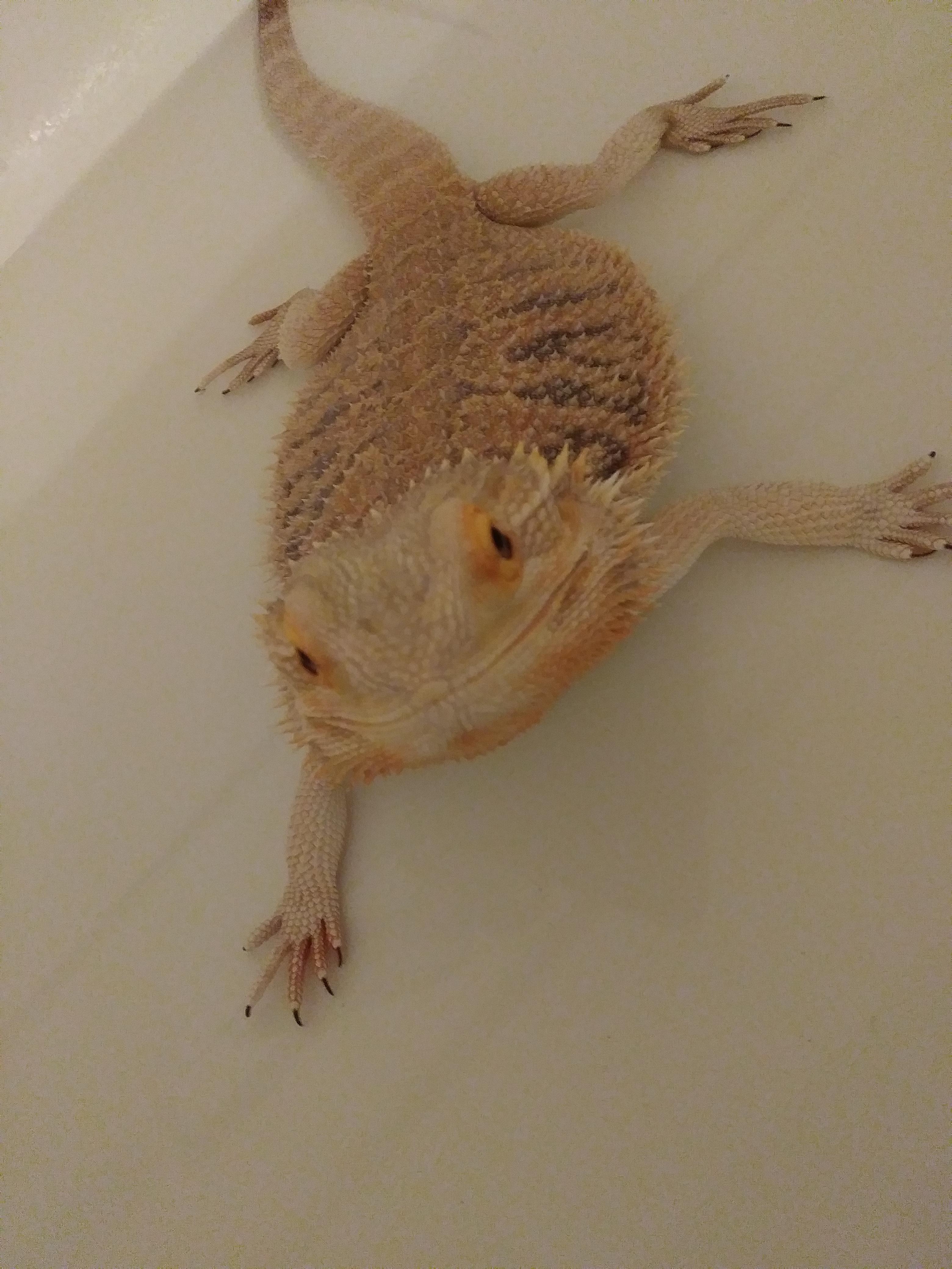 My bearded dragon enjoying a bath r/aww