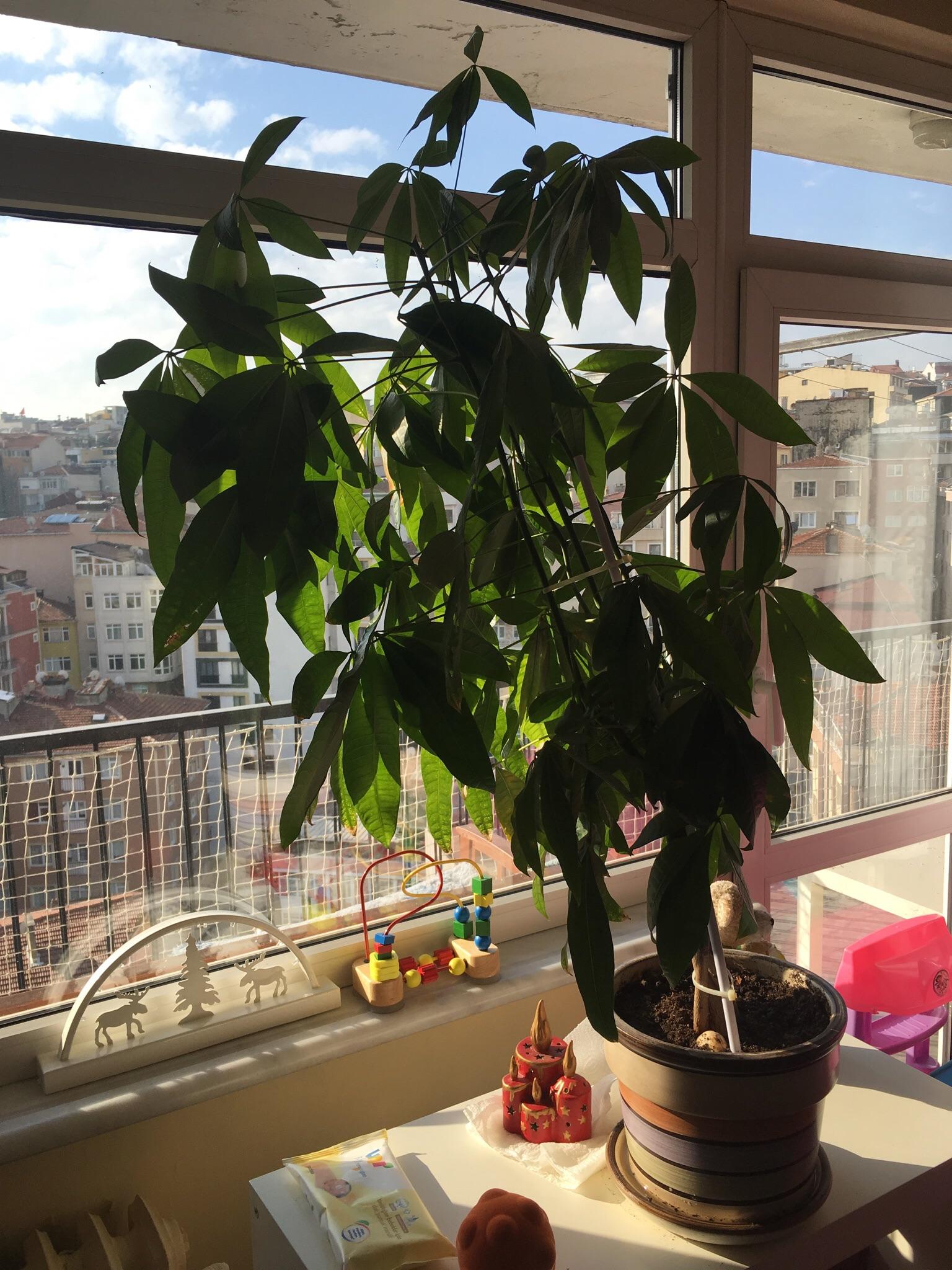 have this money tree... when and with what should i start fertilizing? should i repot and put