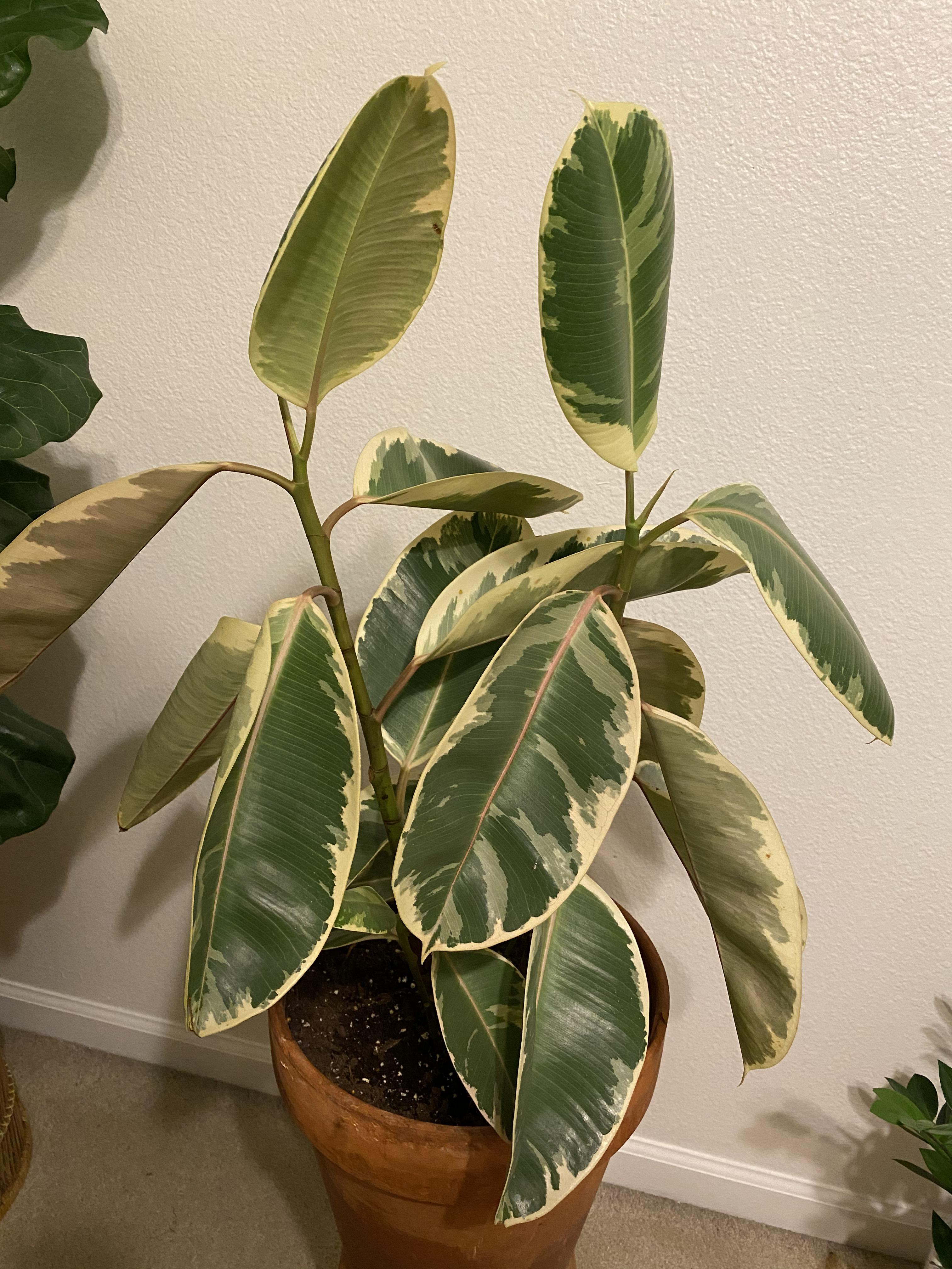 Any idea why my rubber tree is so droopy? Two leaves have small brown circles on them. r