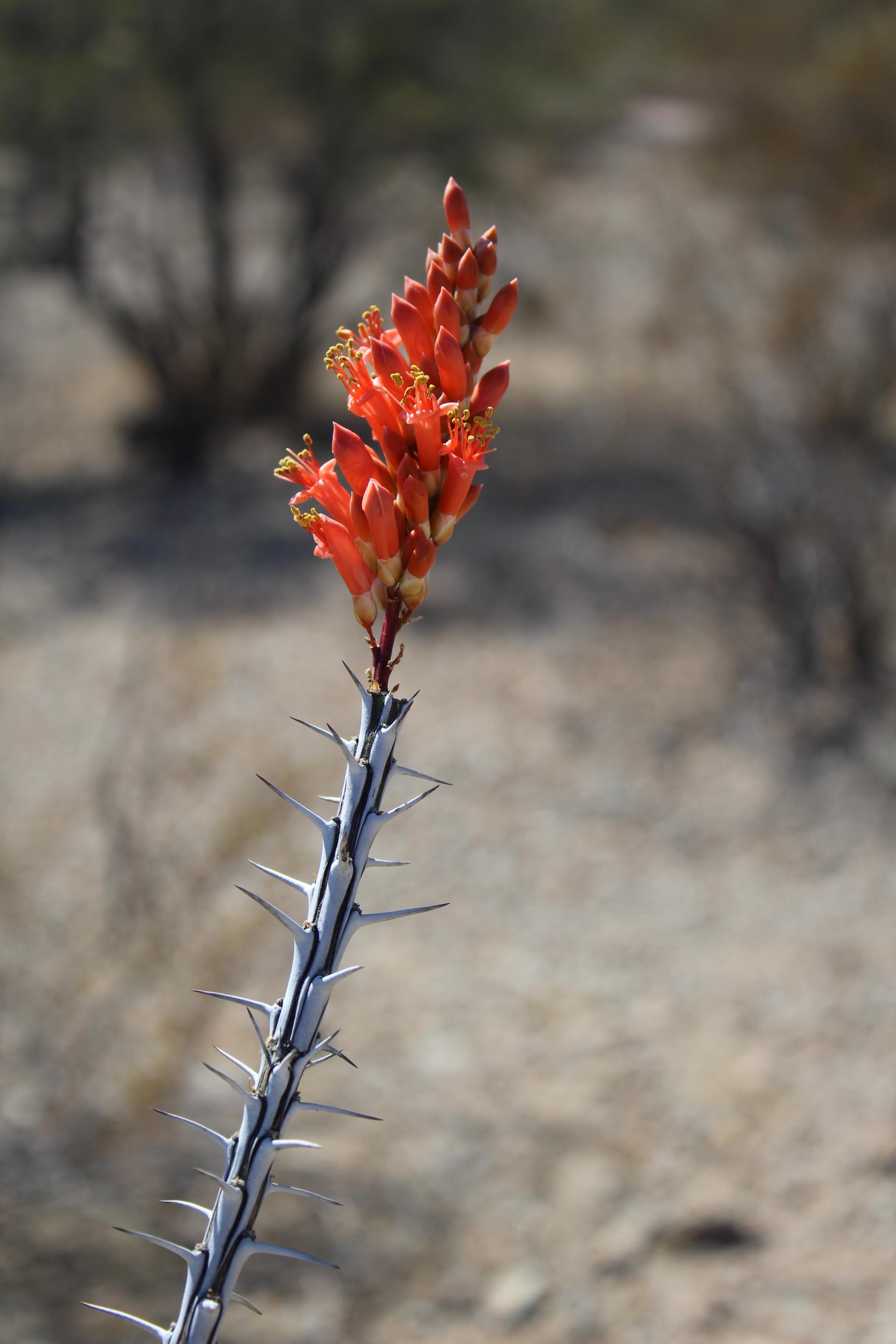An ocotillo (Fouquieria splendens) in bloom r/botany