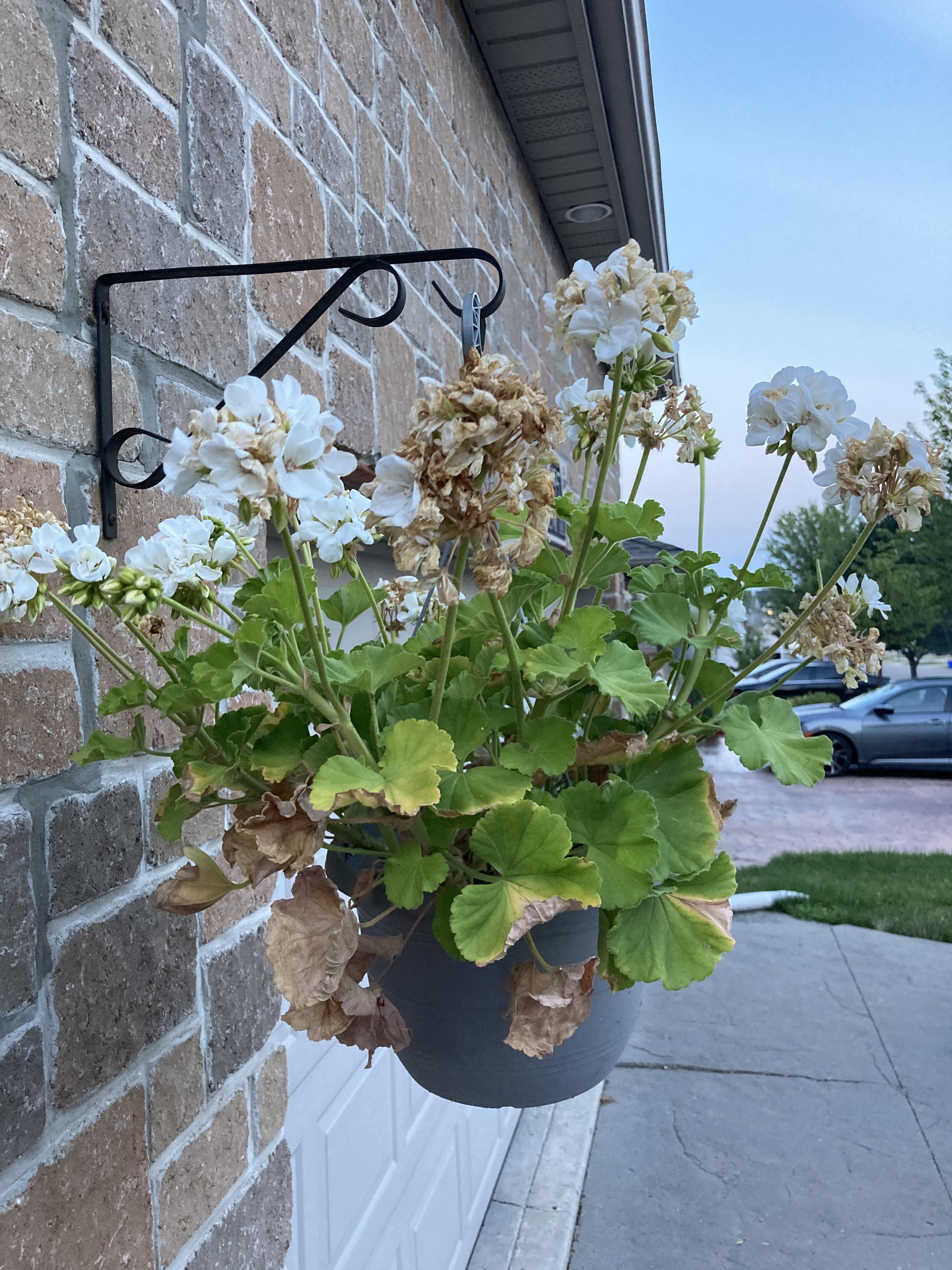 My geraniums are constantly growing new leaves and flowers while dying. Is this normal? r