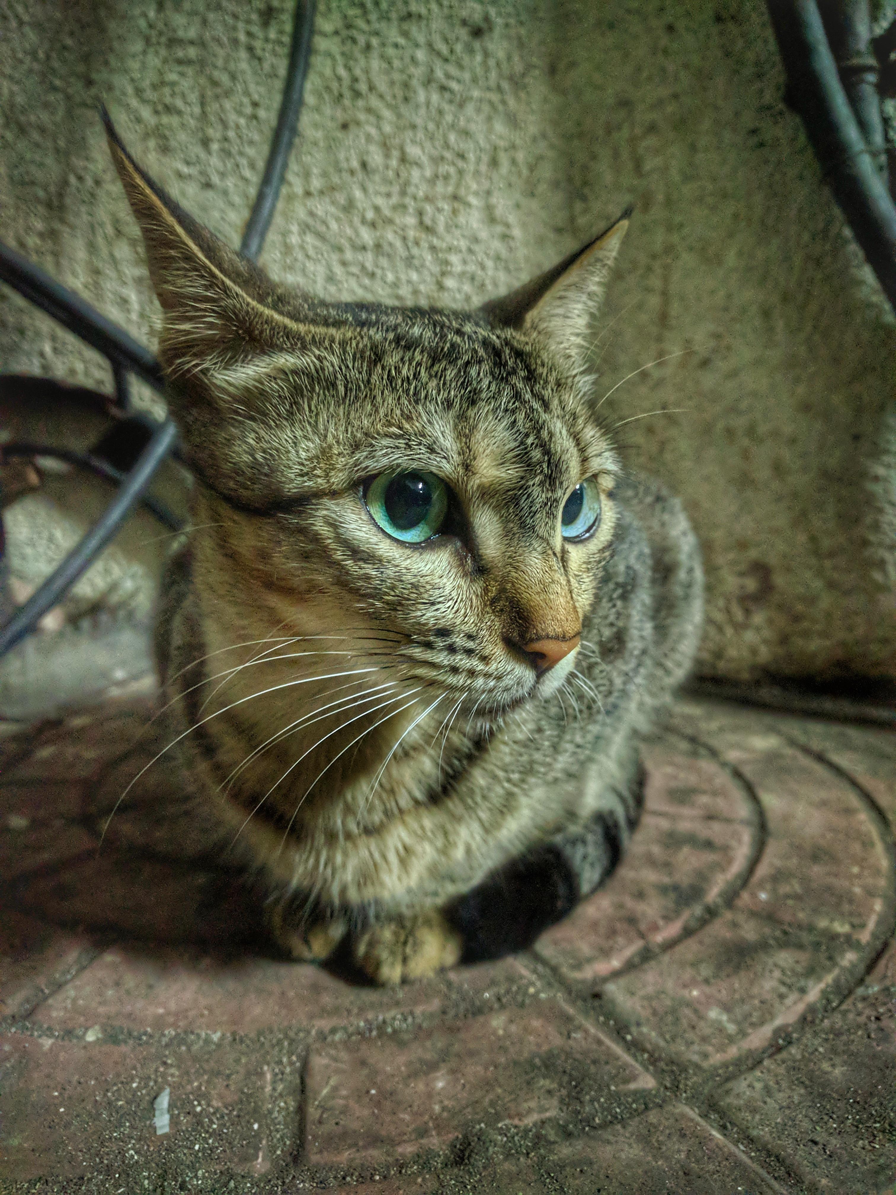 A beautiful stray cat in my neighborhood! Use to feed her and her