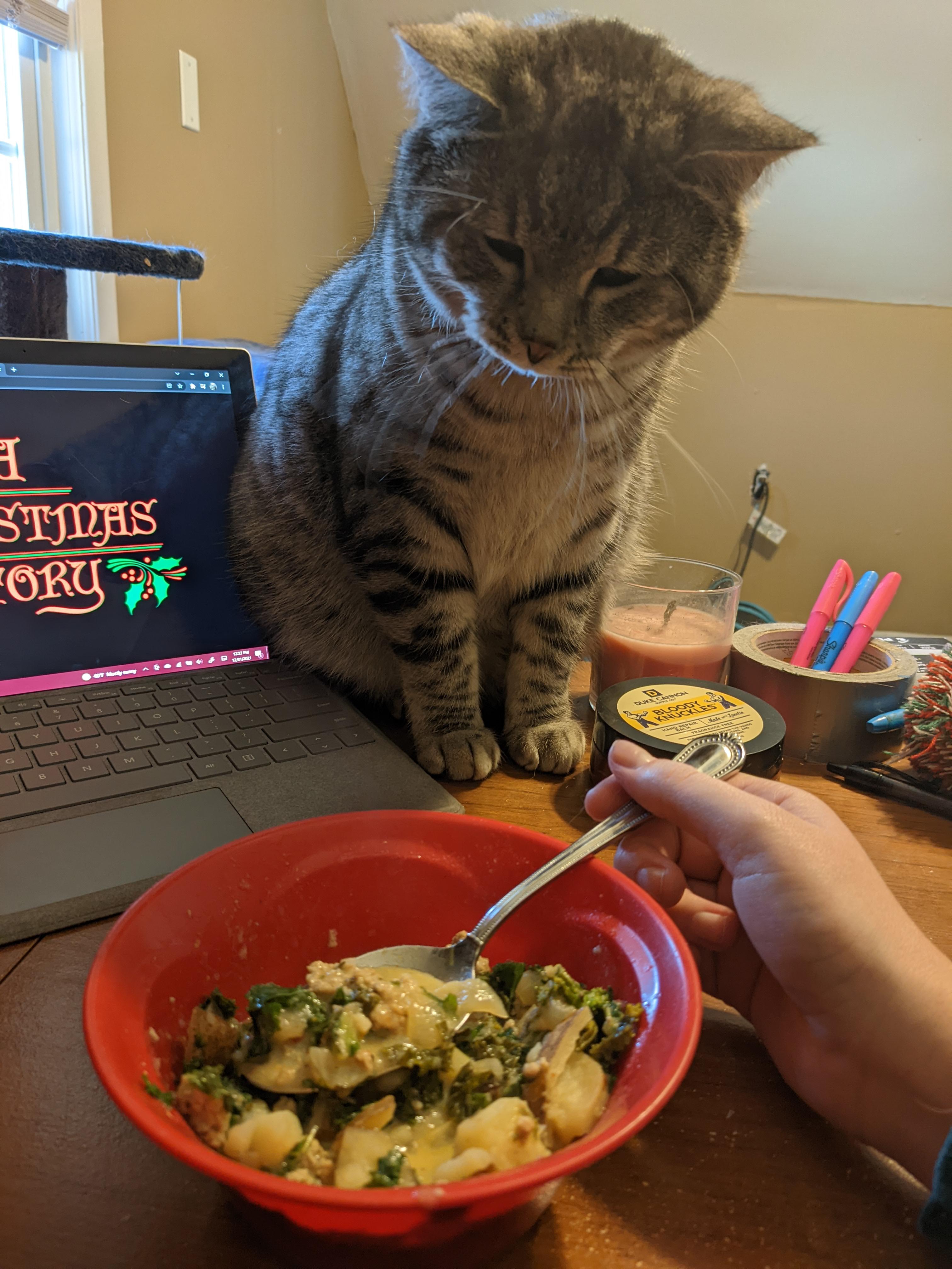 Simpsons Cat Food UK Pet Forums Forum, 49 OFF