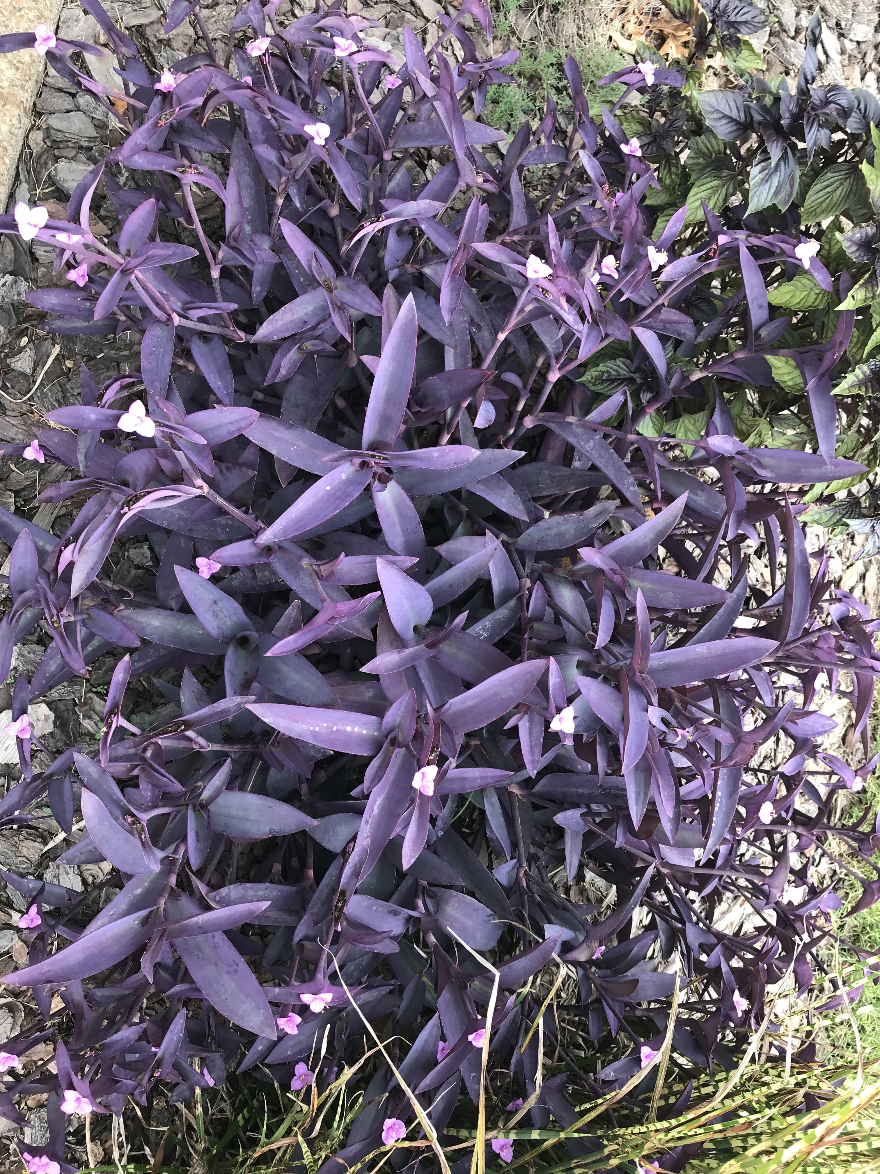 Purple ground cover plant that has pink blooms. West Tennessee r