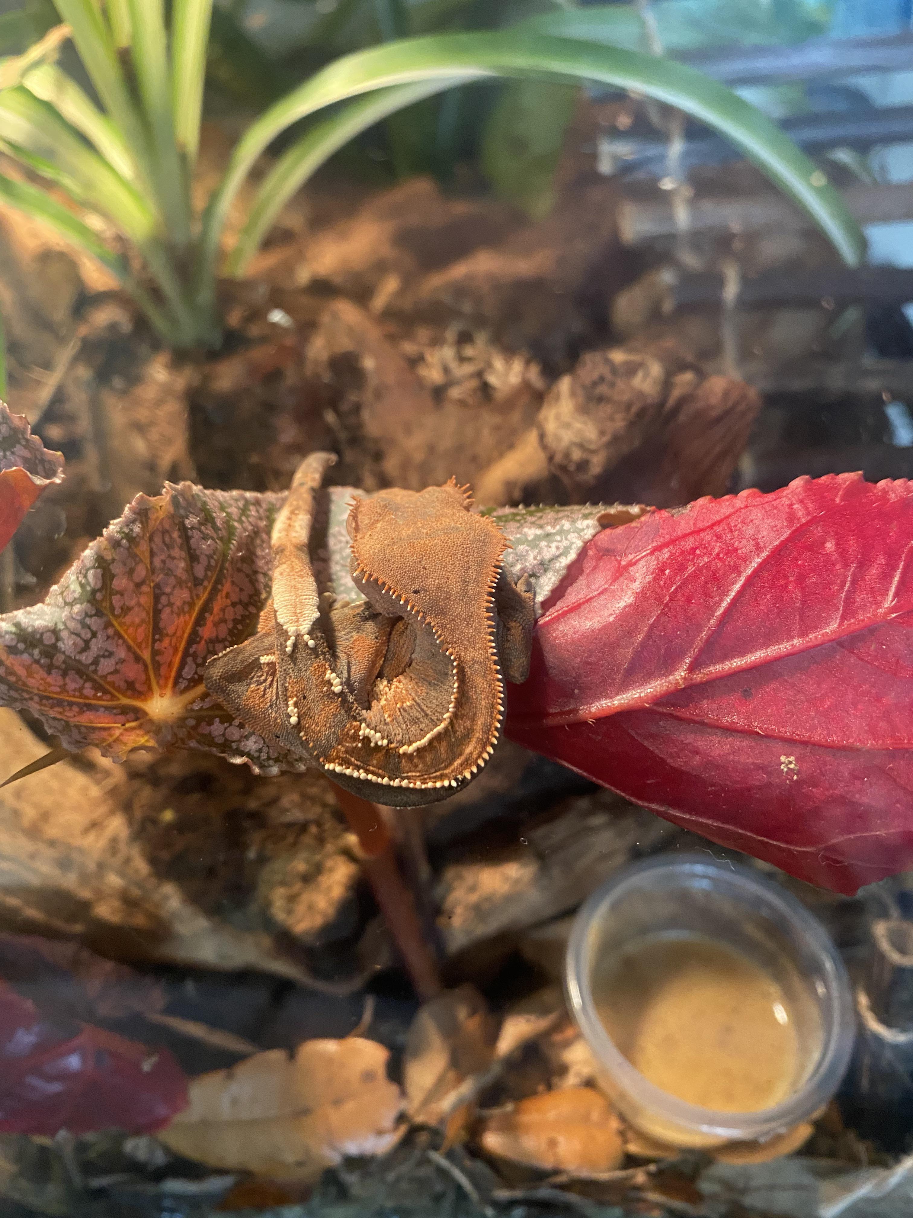 Should I cover my gecko tank at night? Please read the details in the