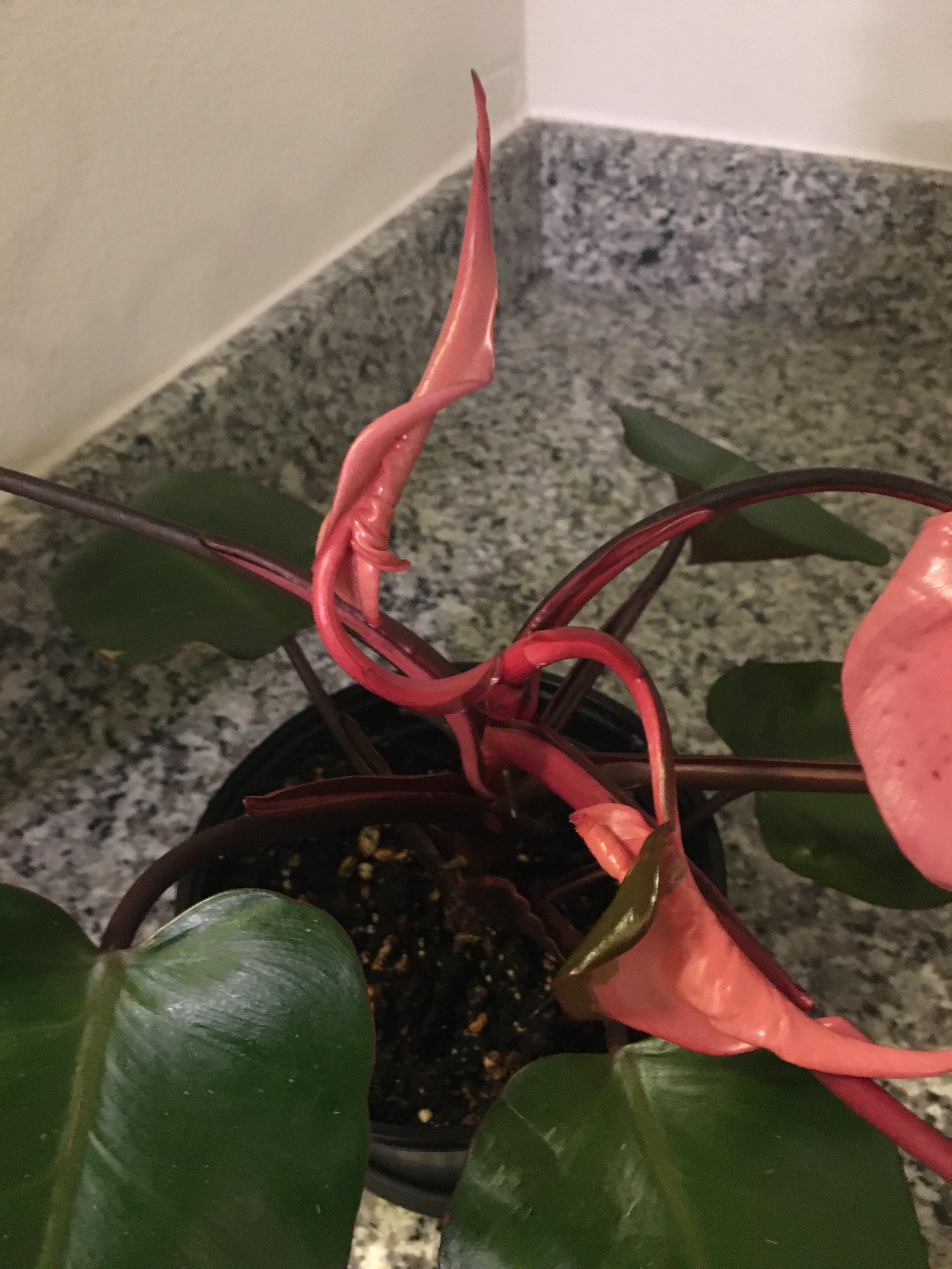 New pink princess leaves finally popped out. Hopefully just a few more