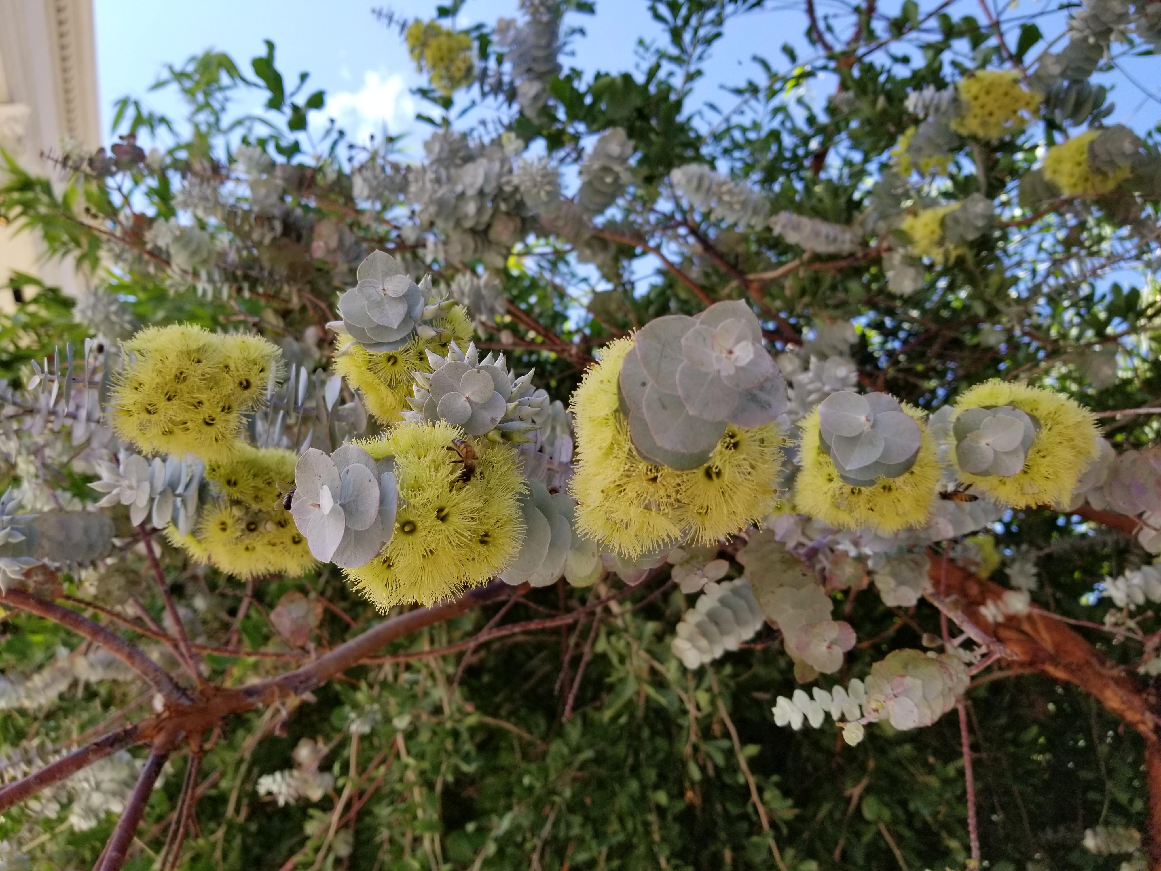 [Las Vegas] [Outdoor] A shrub with plenty of honey bee activity on the