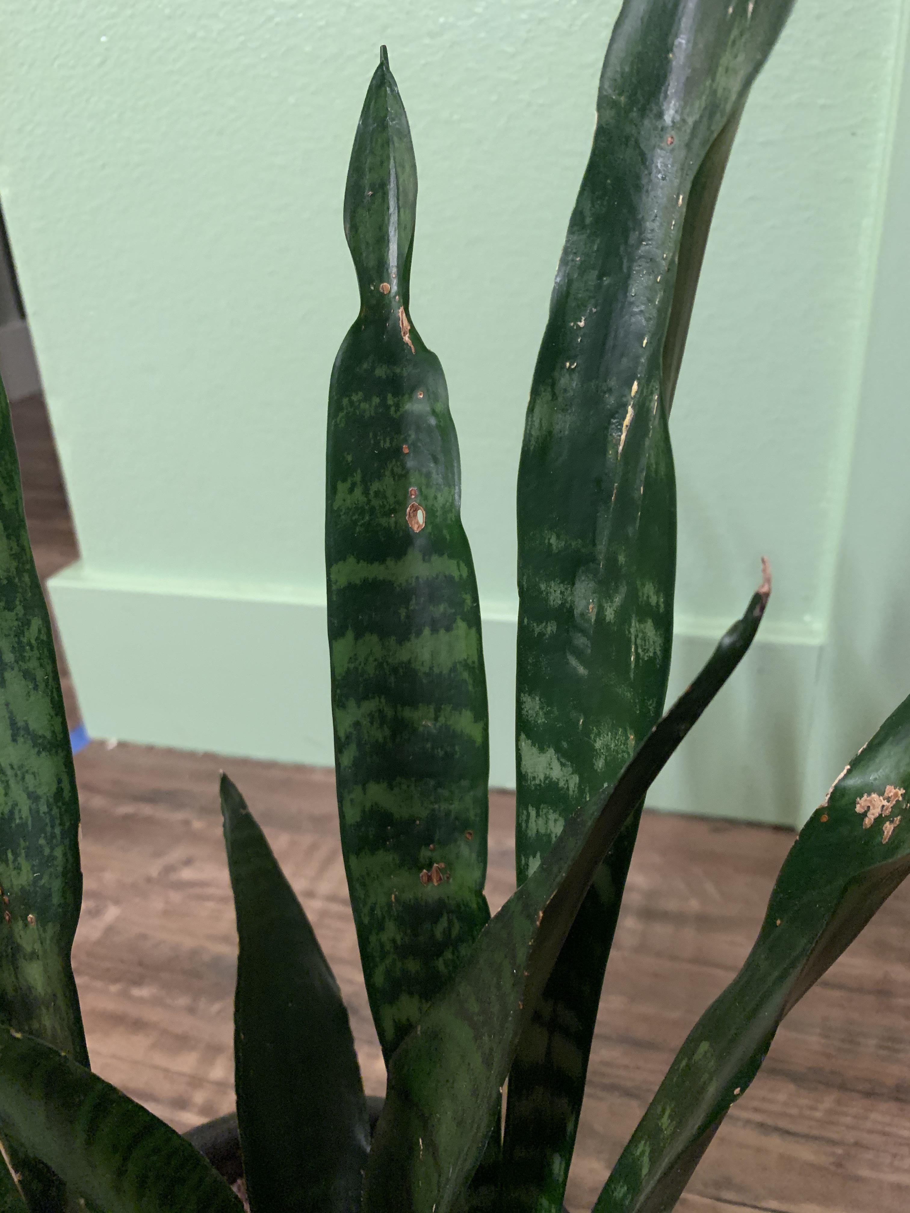 What are all these brown spots on my snake plant? r/plantclinic