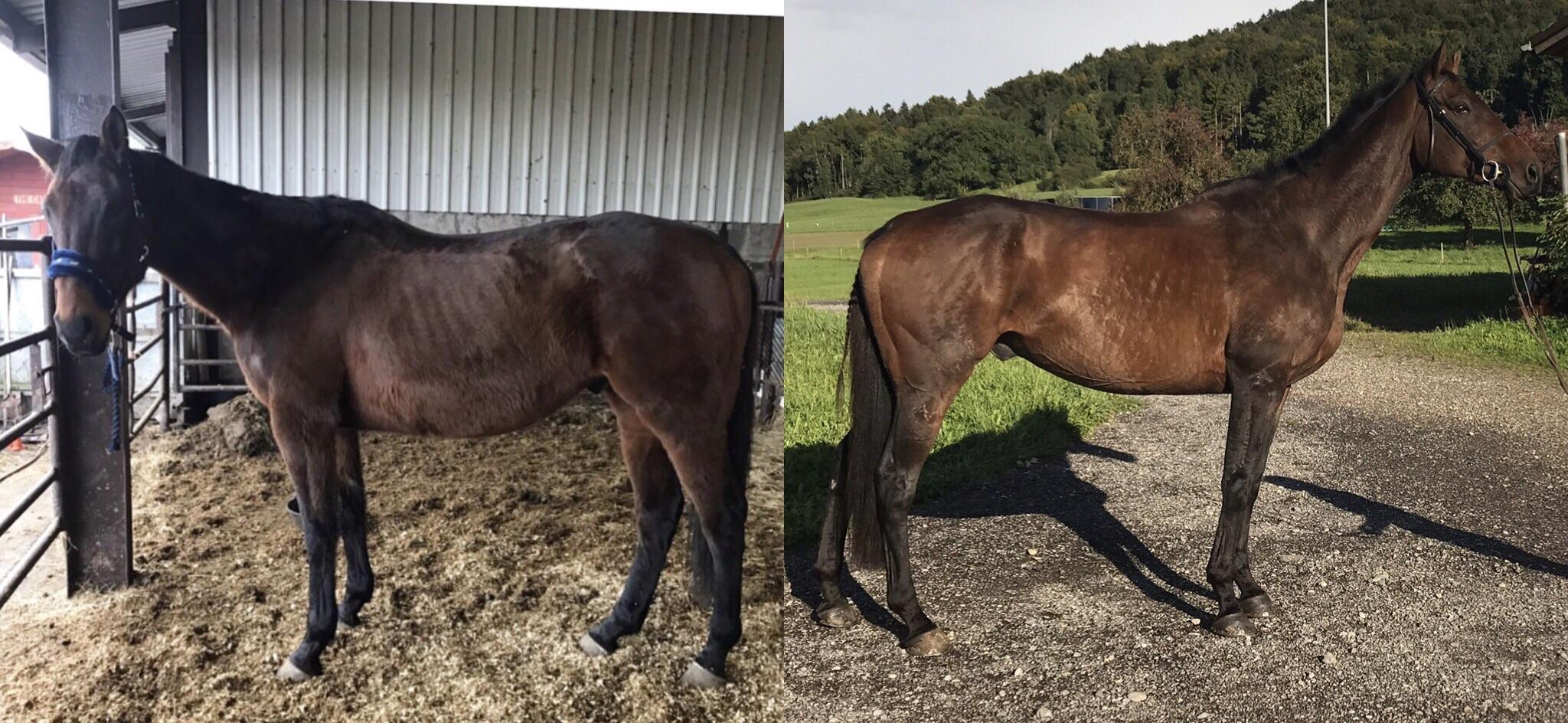 So happy with his progress I have never met a horse that gains fat