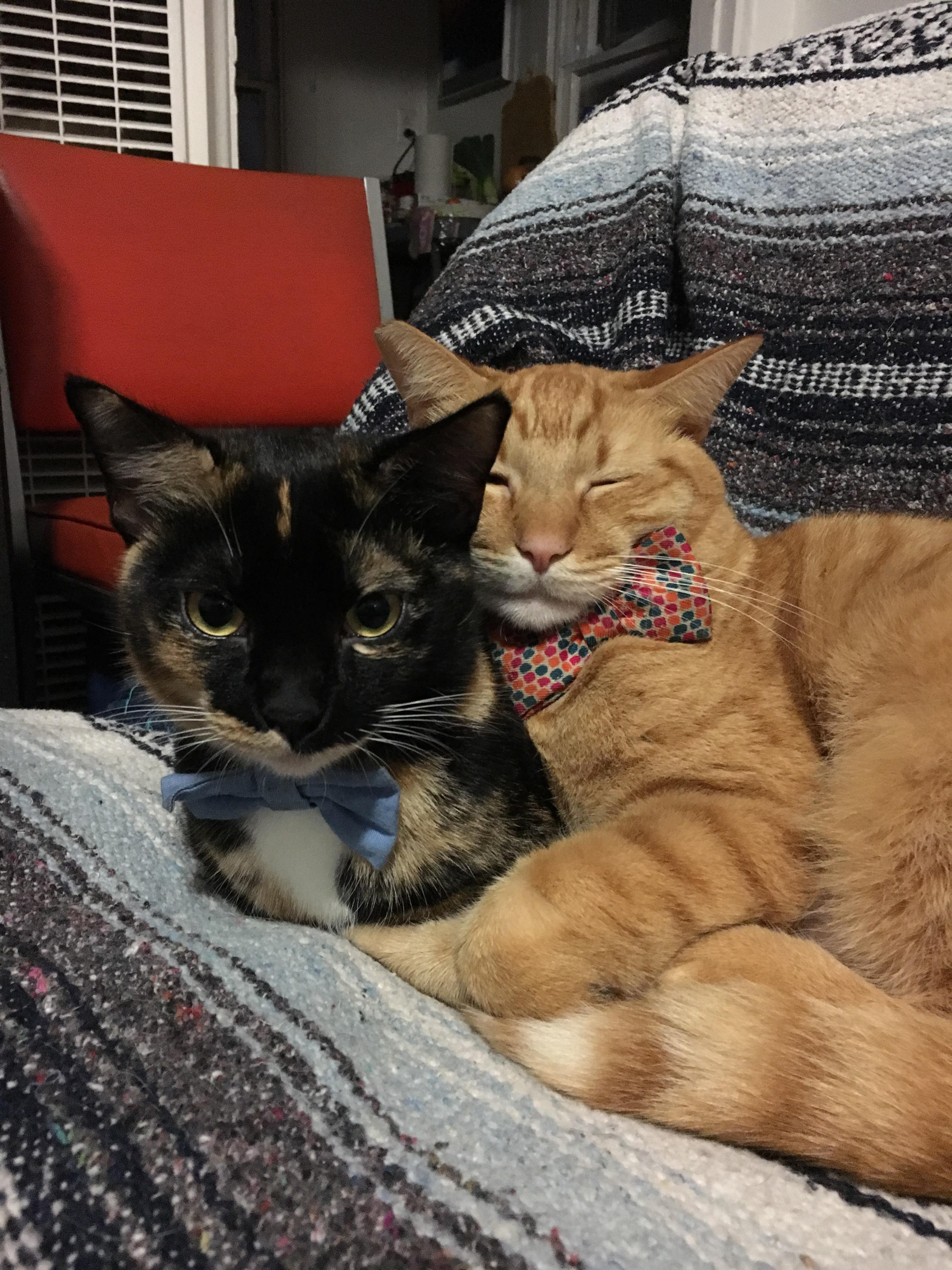 My cats are best friends. Also, bow ties. Cuties Overload