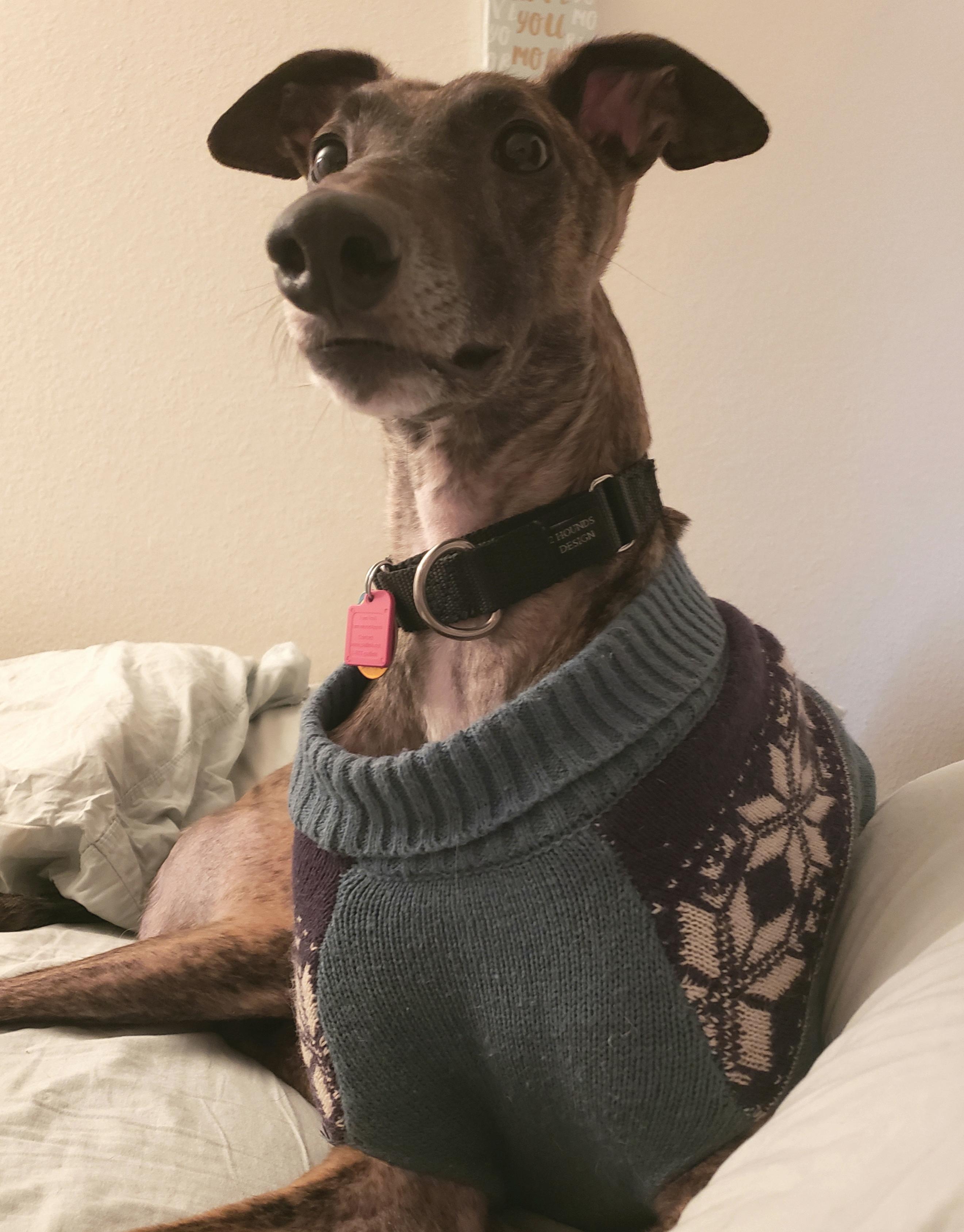 I know greyhounds don't look like your typical dog. but the amount of