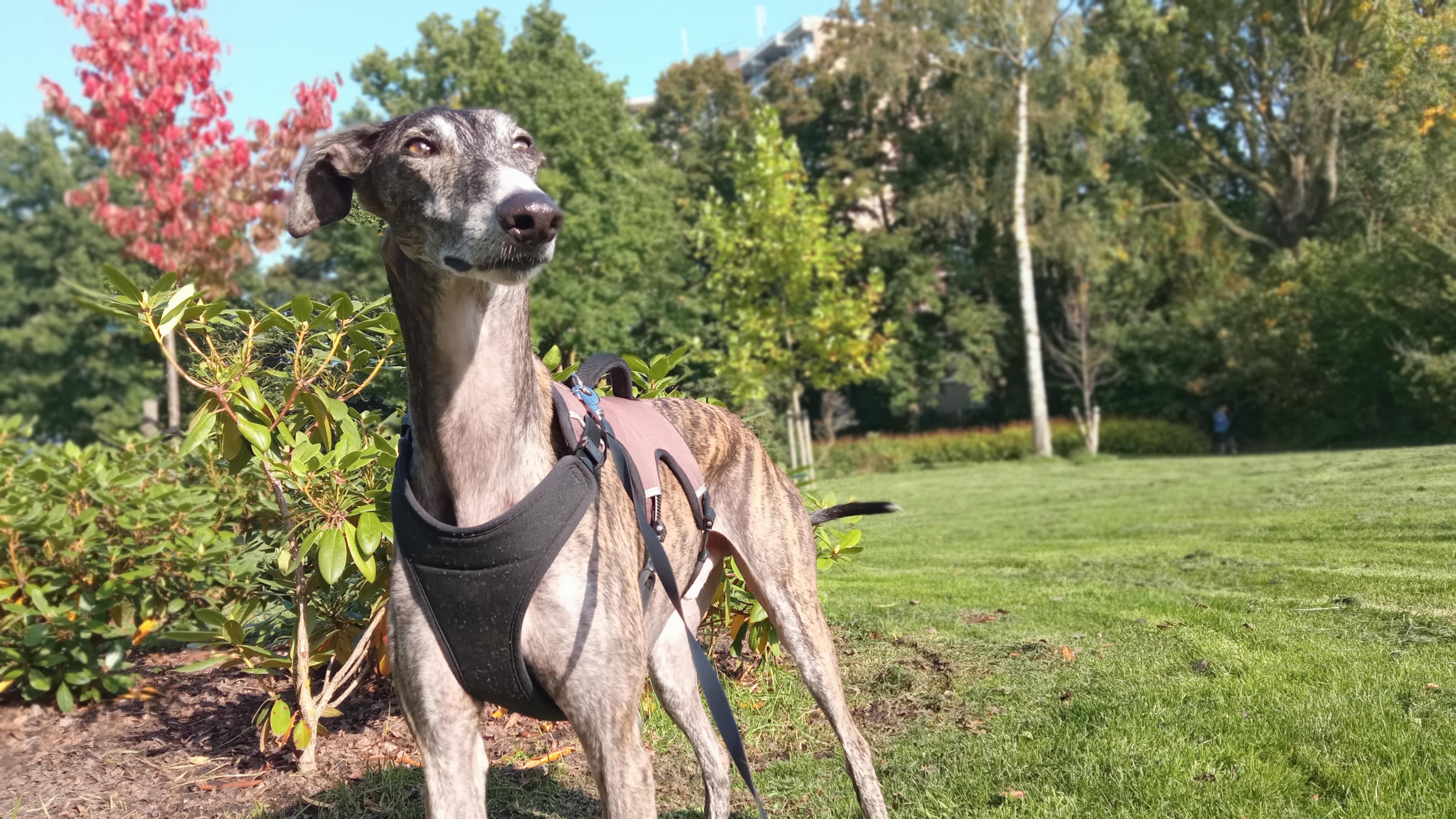 Skinny legend r/Greyhounds