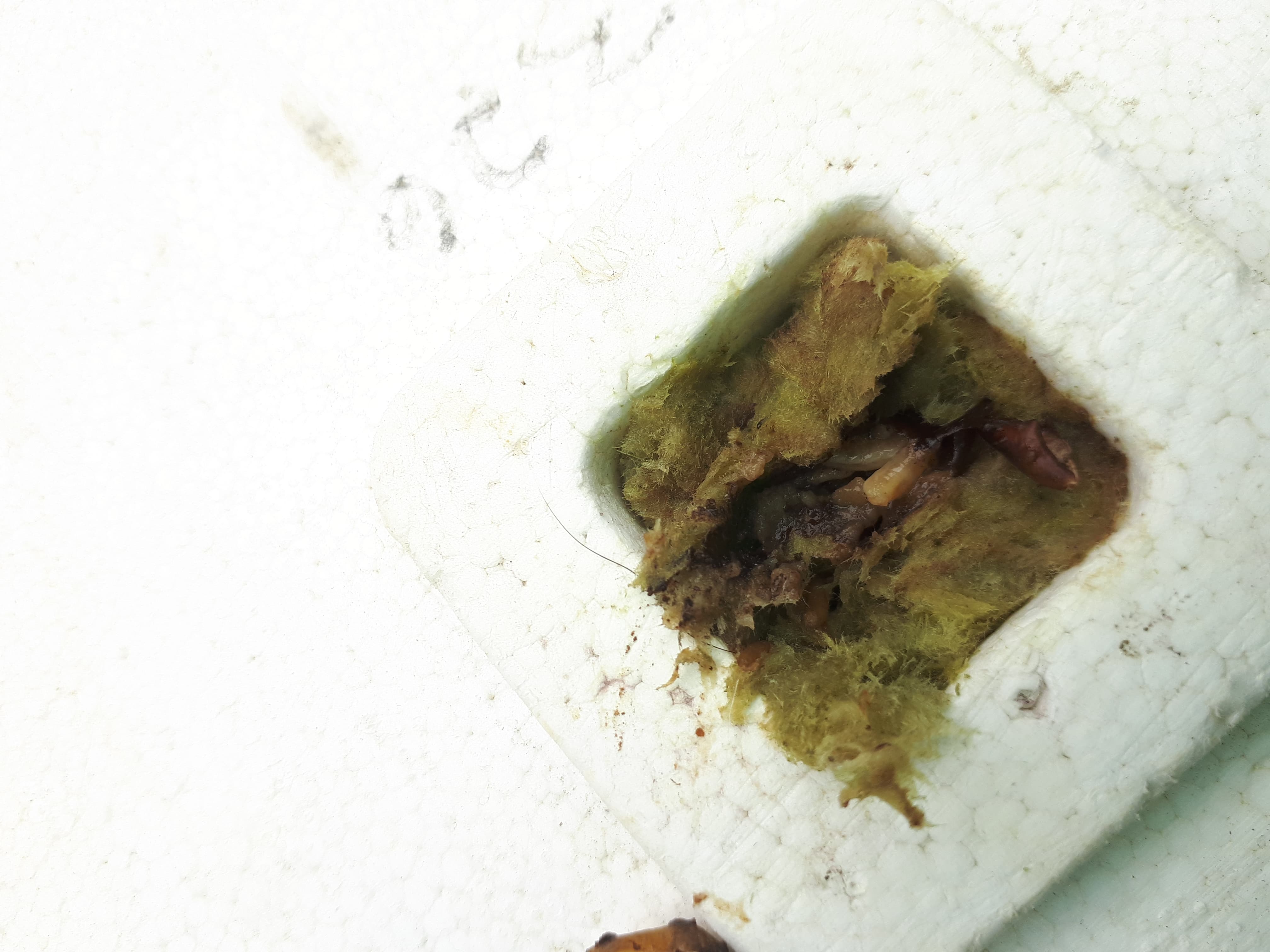 If you zoom in you can see these were in my bean plants rock wool. Some