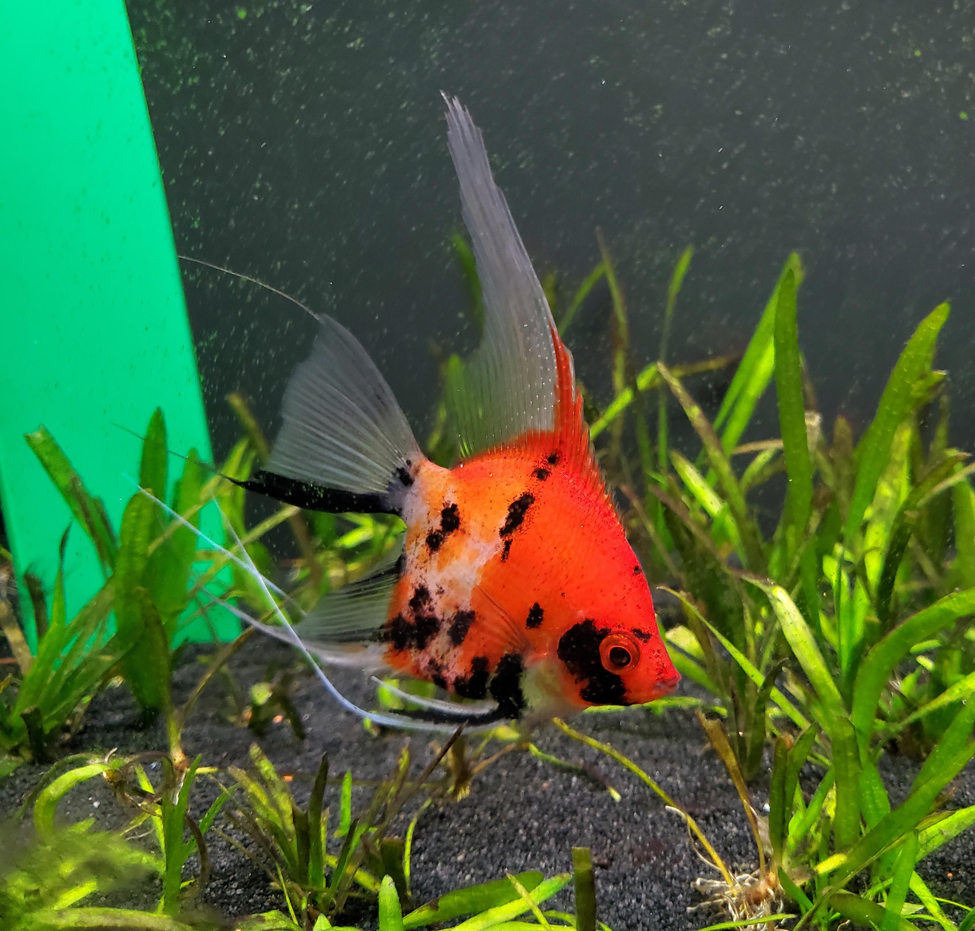 One of my Koi Angelfish I hatched and raised. She will be 1 year old in