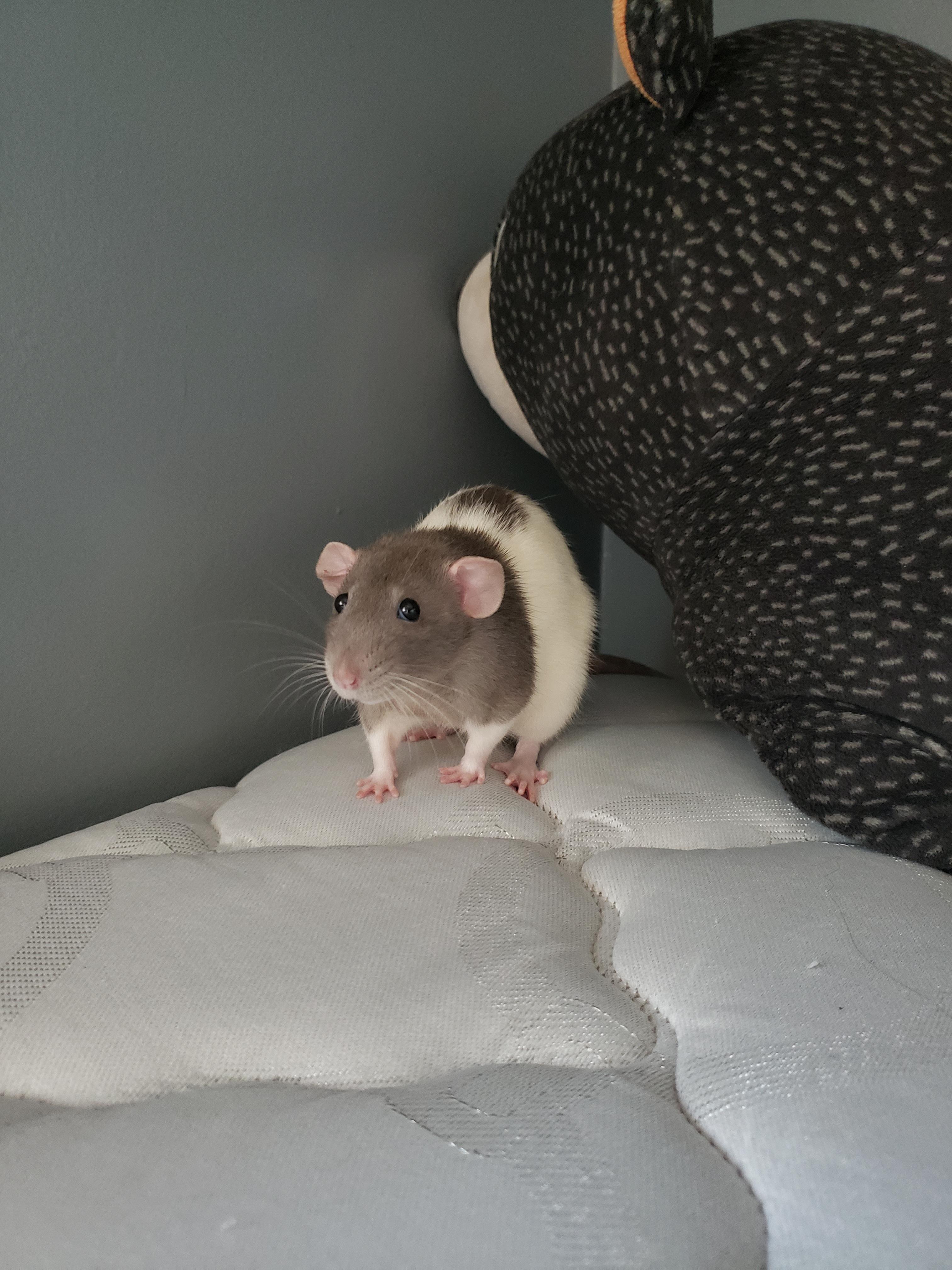 "Why aren't there sheets on this bed for me to chew up?" r/RATS