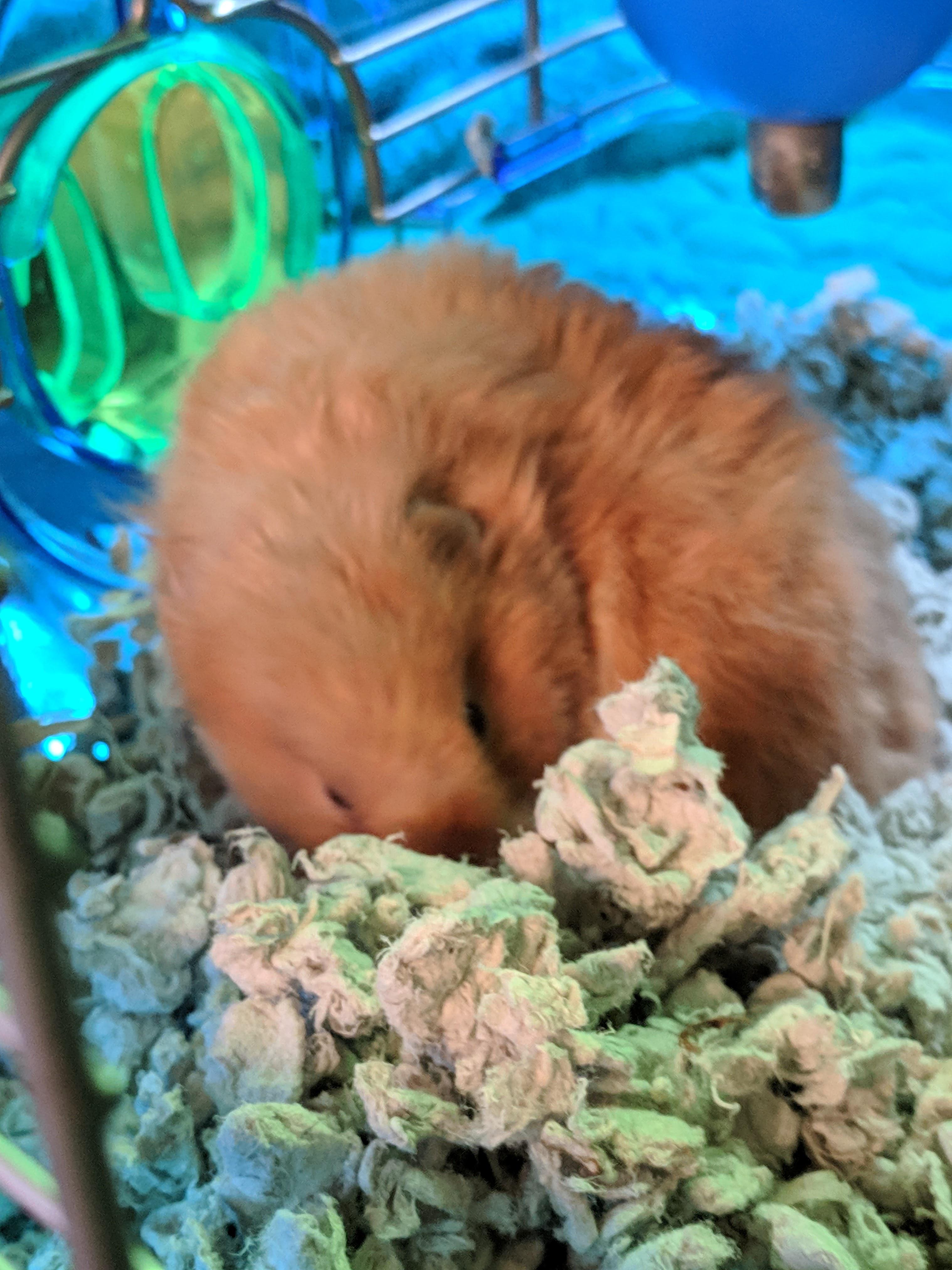 This is one of the only pictures I have of my hamster who just passed