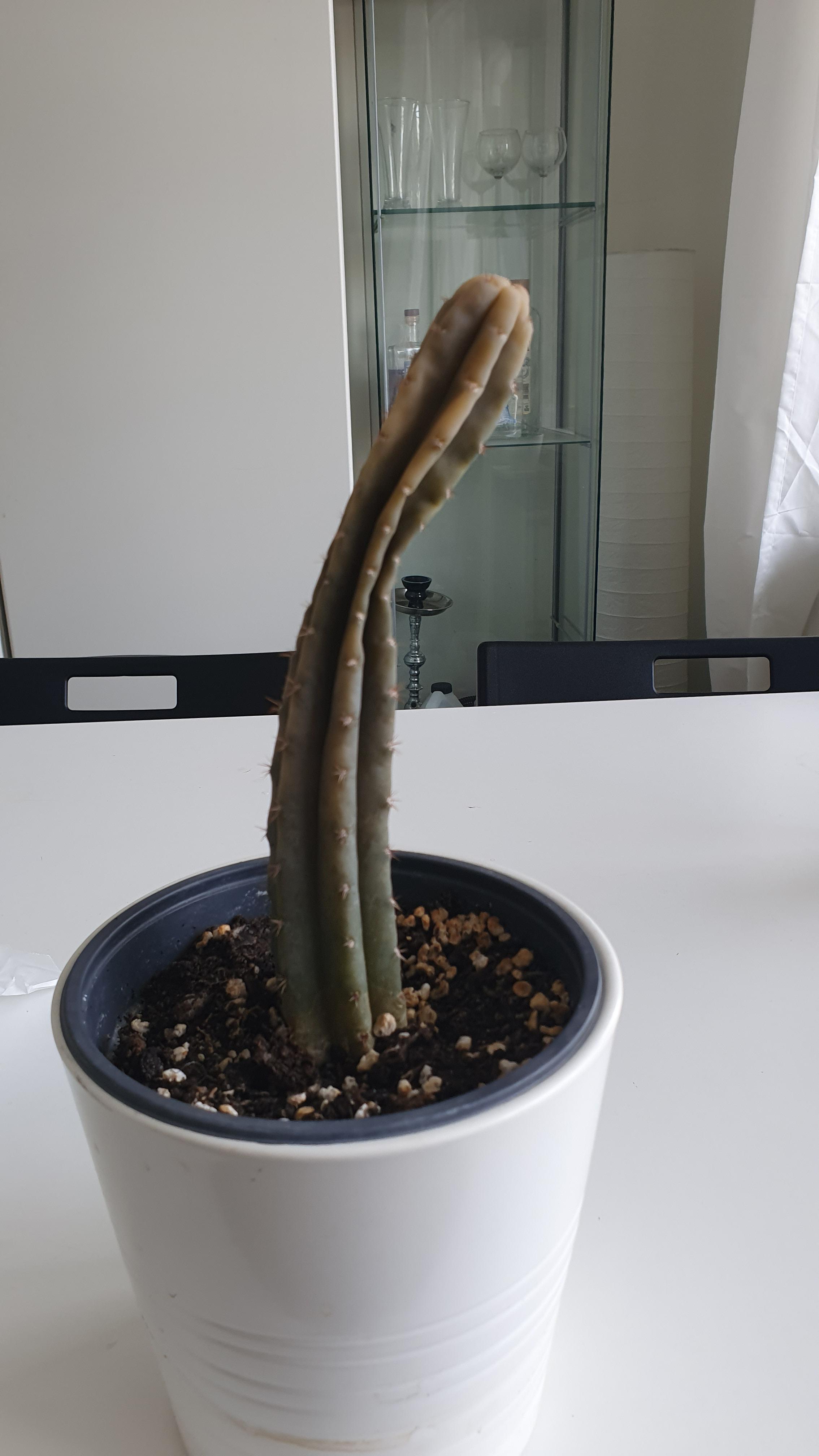 I left my cactus outside and the temperature dropped below freezing r