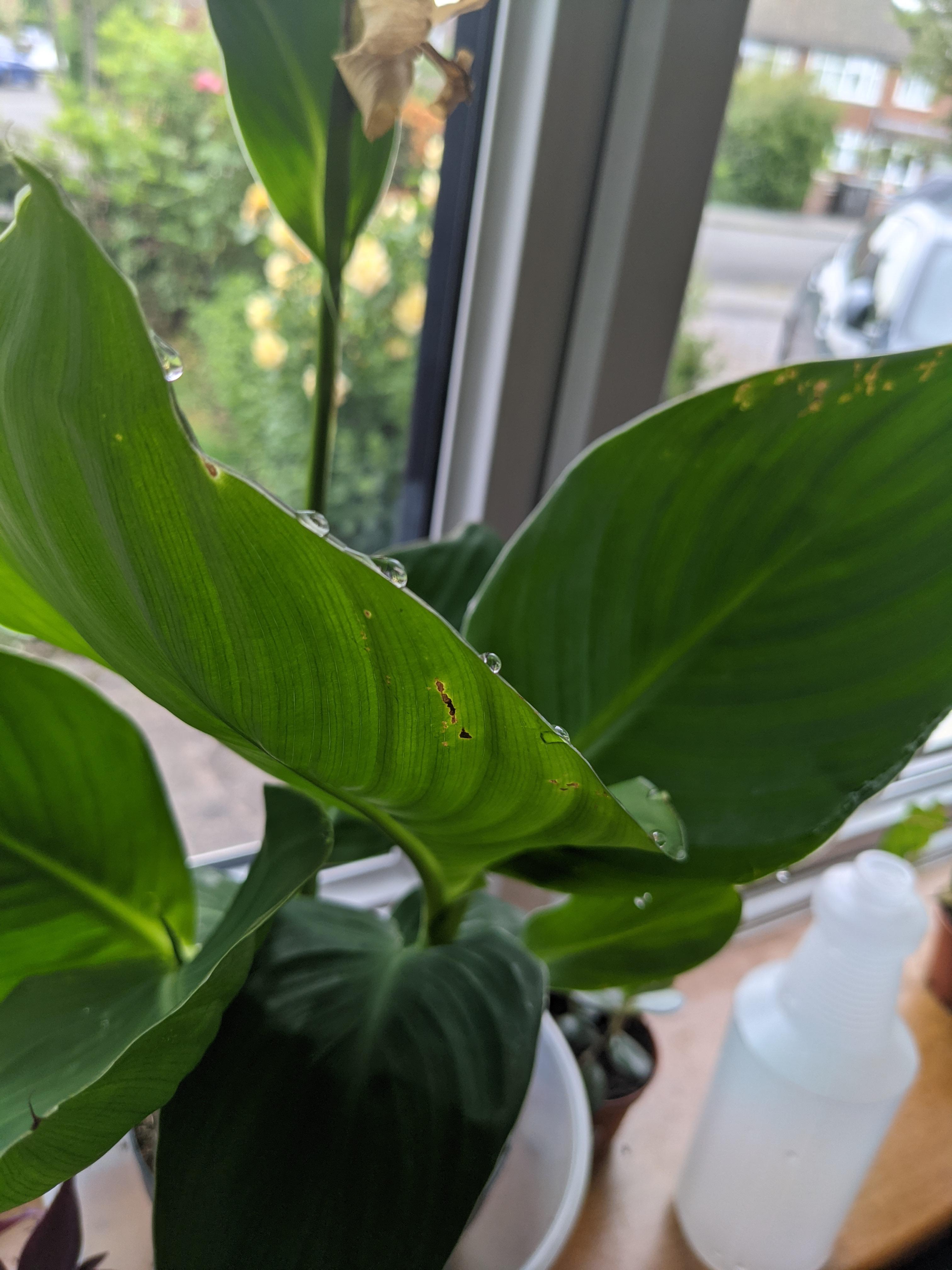 Why does my plant have water on it? I'm new to house plants, not sure