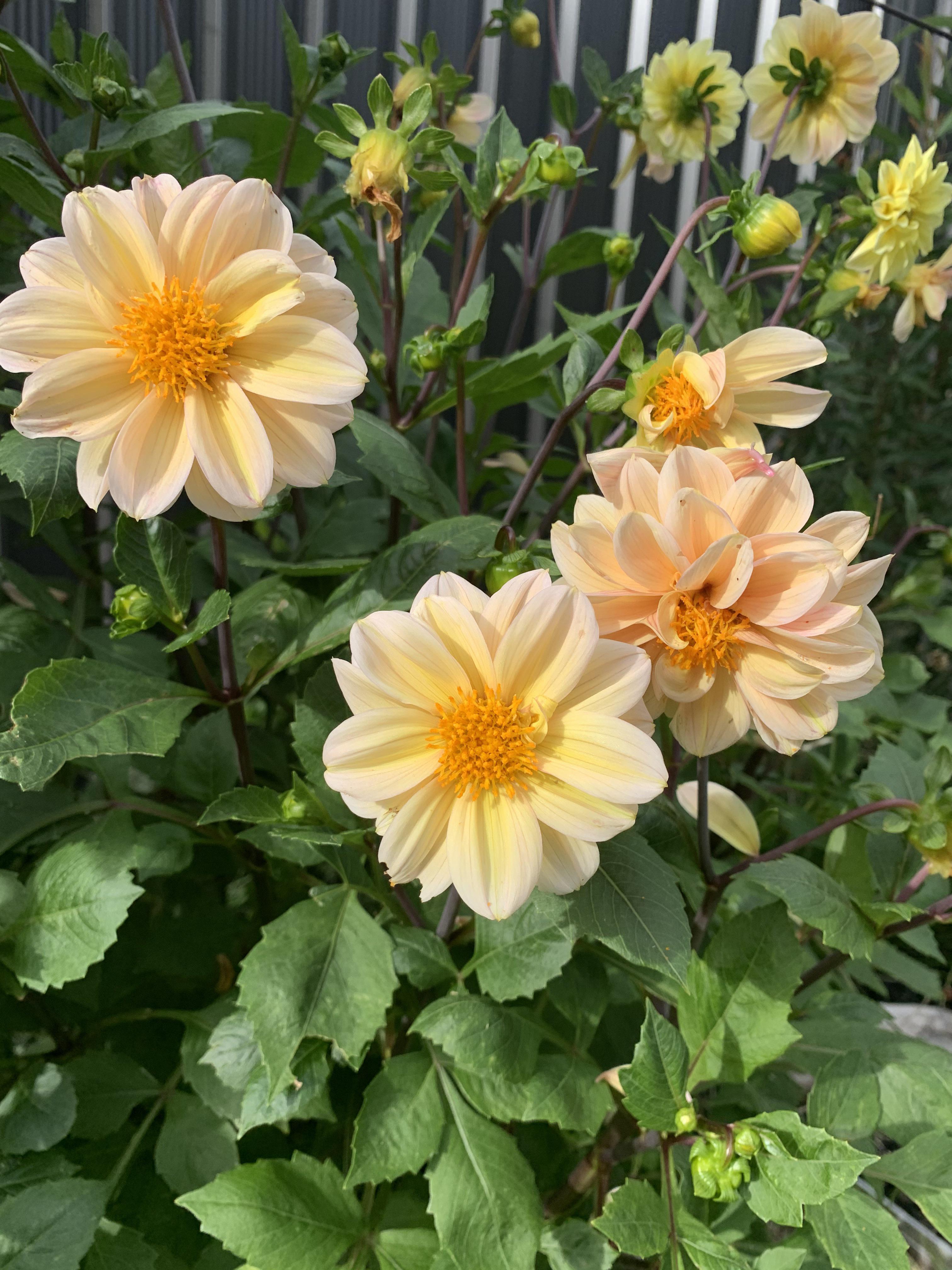 Any dahlia growers here from the NSW/Sydney region. Wondering if you