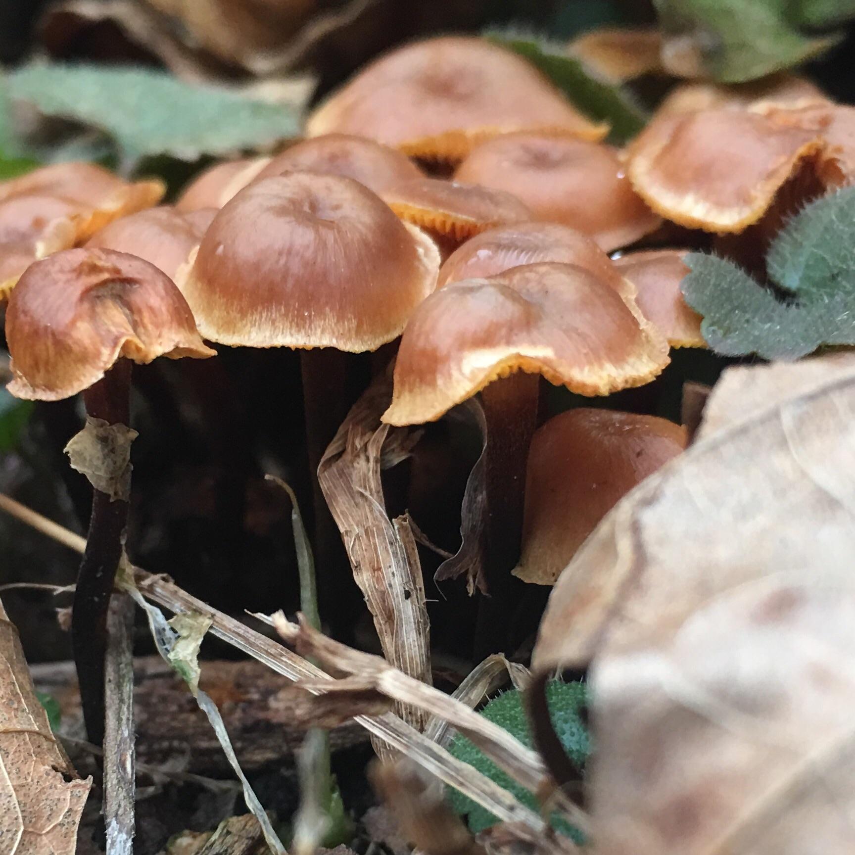 Found in Eastern Ky r/mushroomID