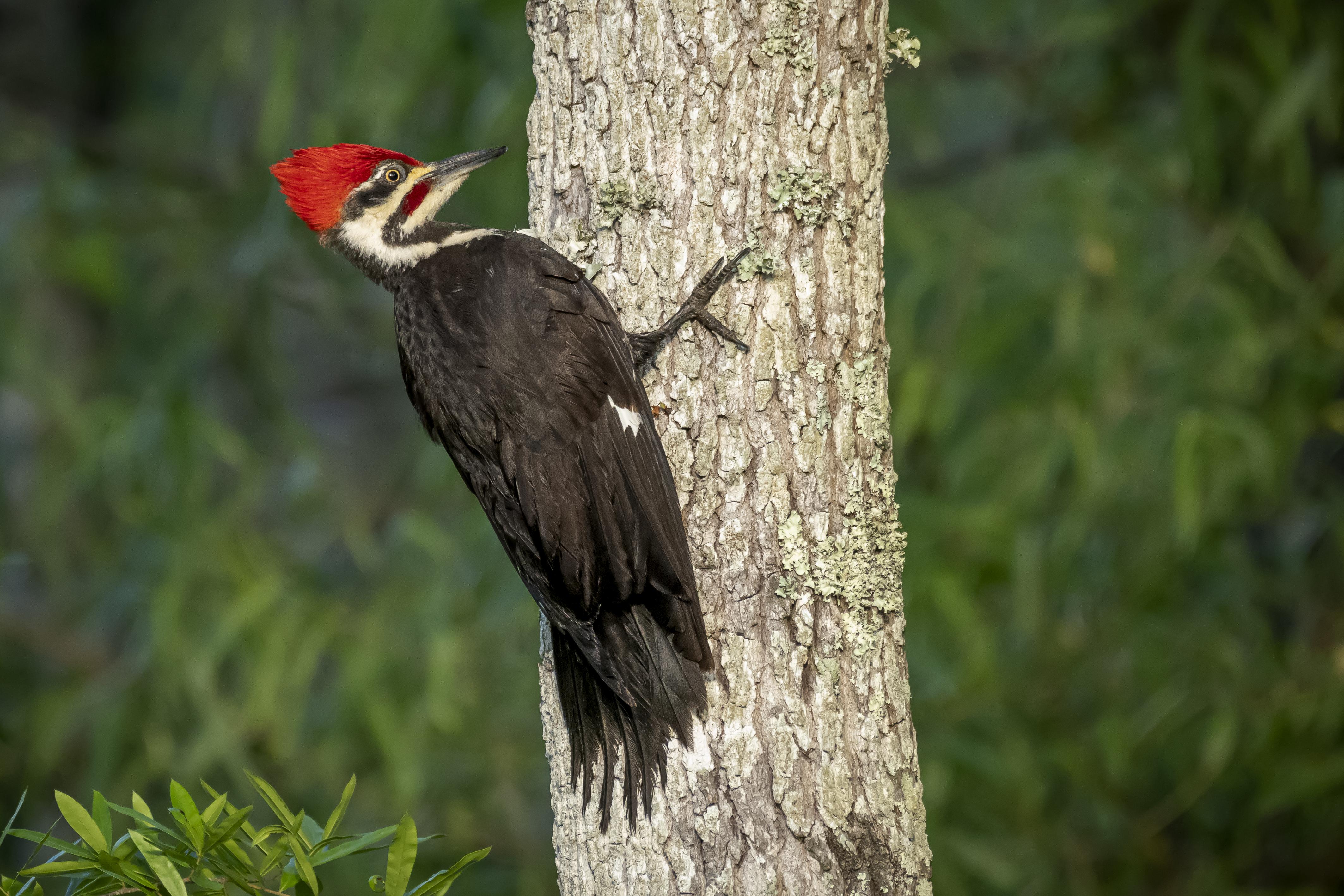 Pileated Woodpecker (Dryocopus pileatus) Anson County, North Carolina r/AnimalPorn
