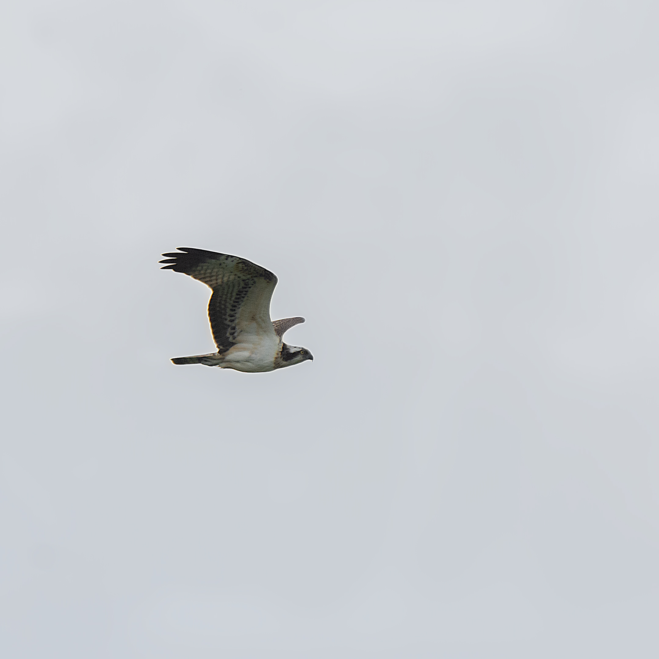 When I took up birding in January 2021, seeing an osprey became one of