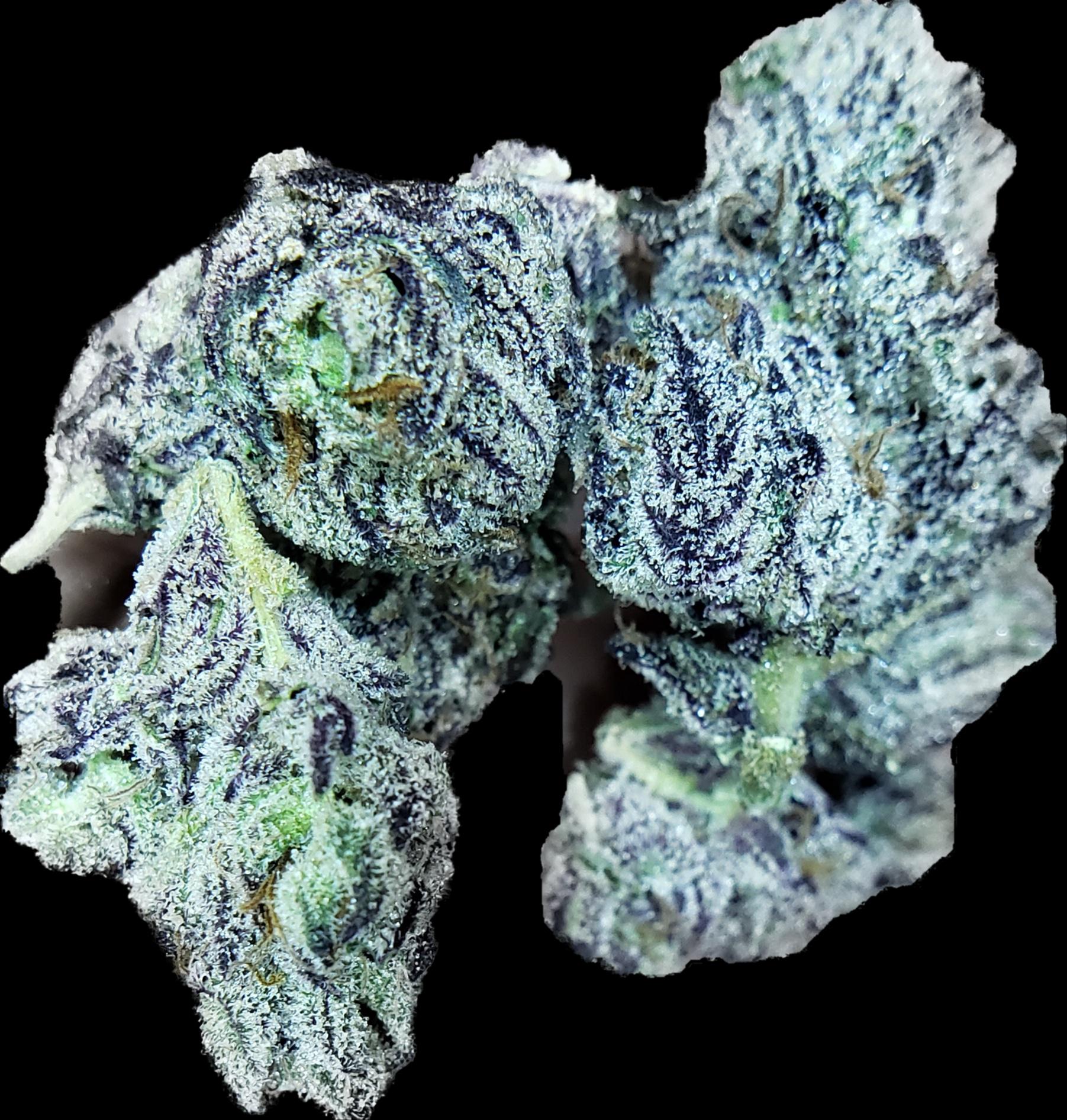 One Plant x Runtz x 15.2THC x 3X Magnification r/FloridaTrees