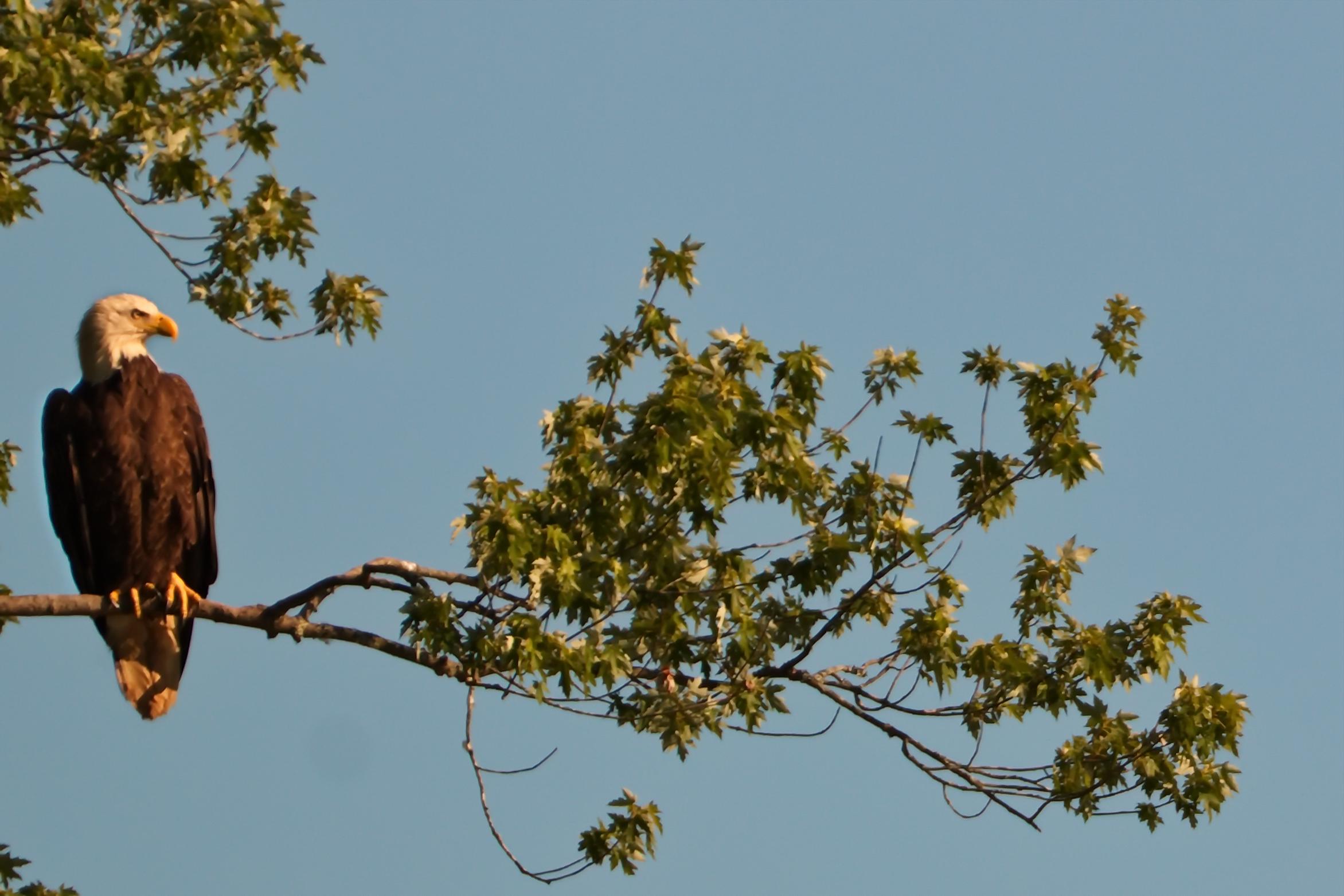 Bald Eagle Northfork Marsh (Bloomington, Indiana. USA) 6/12/20 r/Indiana