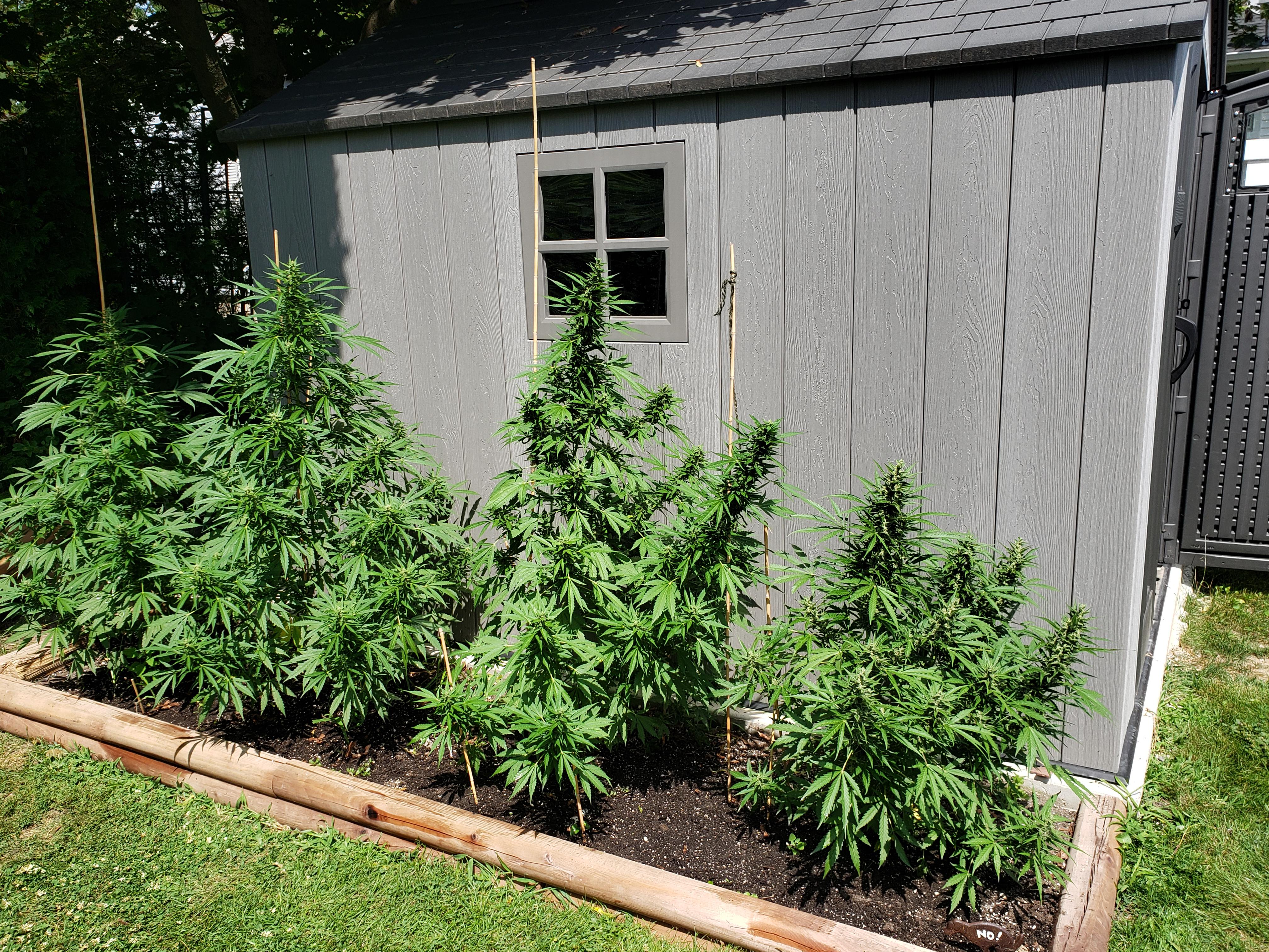 Ontario outdoor autos (growers choice) day 74 from seed. r/Autoflowers