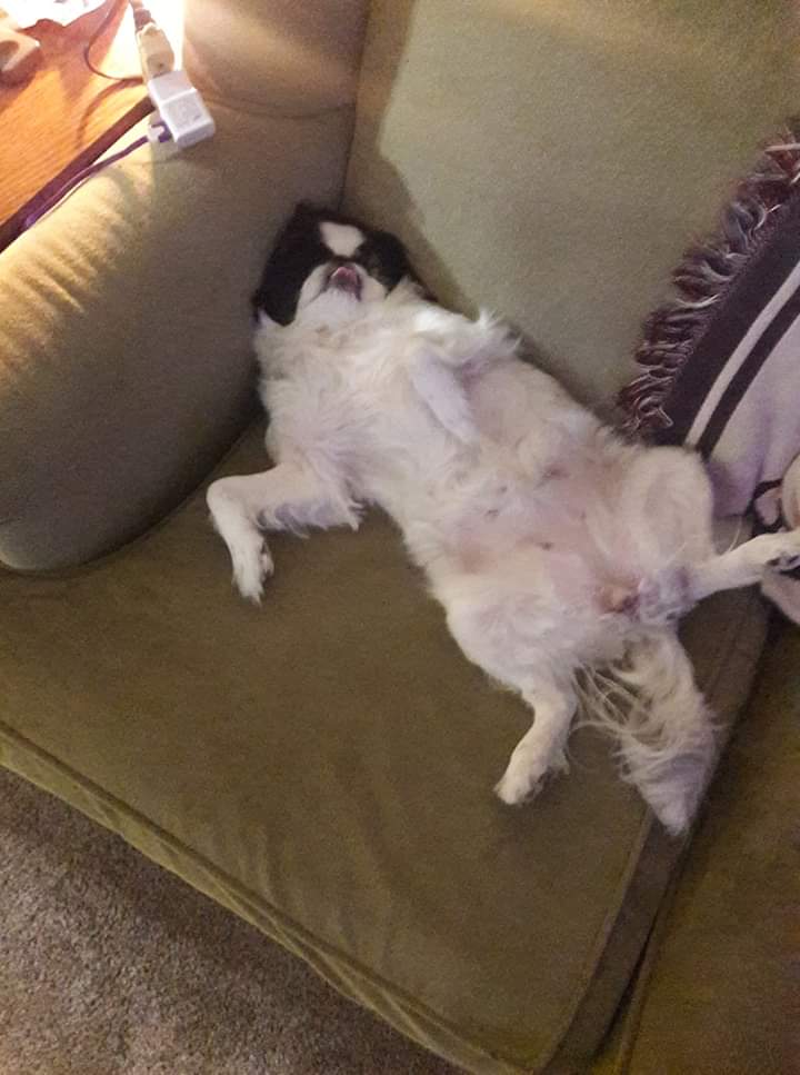 I think my dog is broken r/WhatsWrongWithYourDog