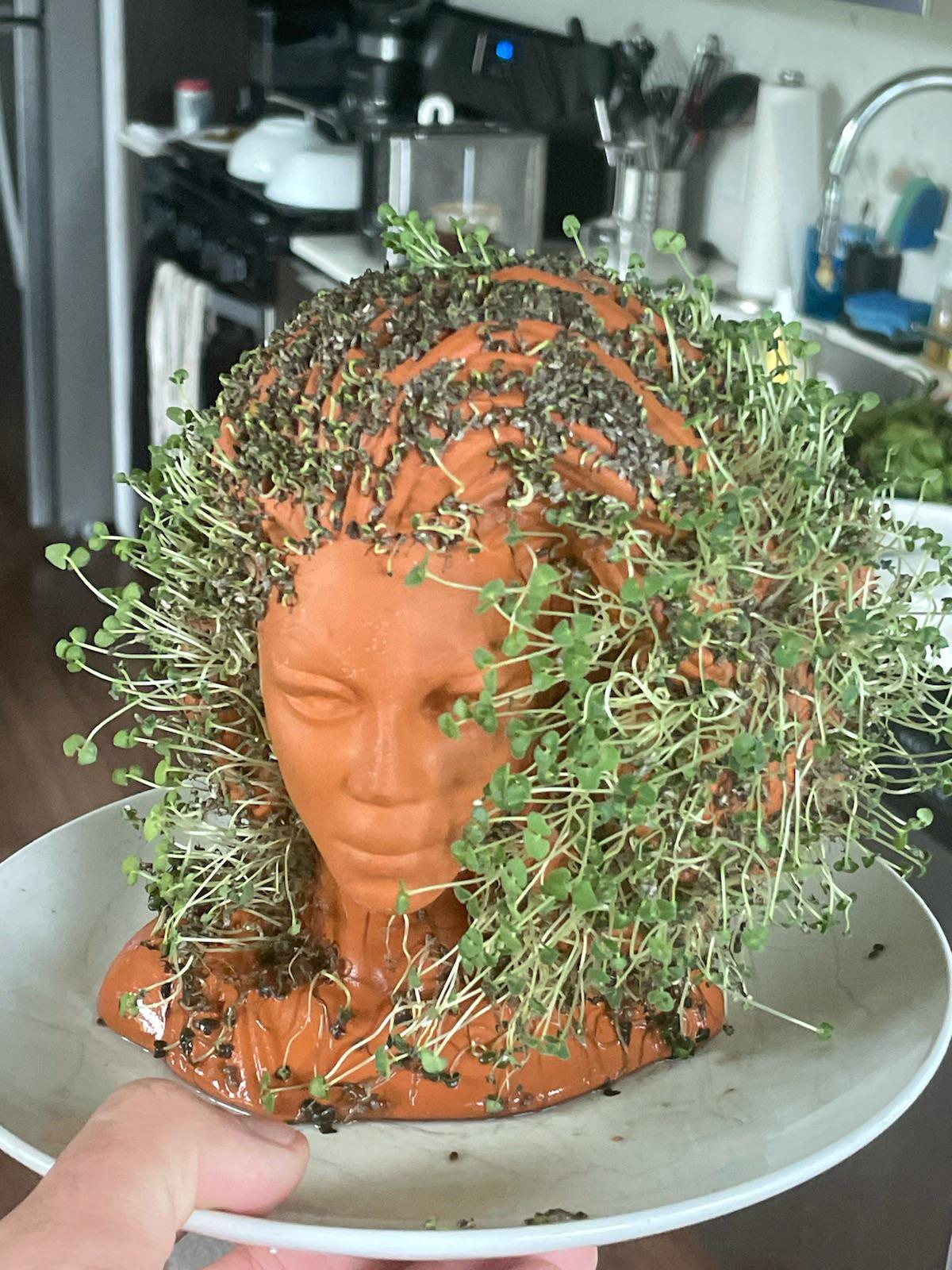 Oh no chia better don’t. My RuPaul chia pet! r/rupaulsdragrace