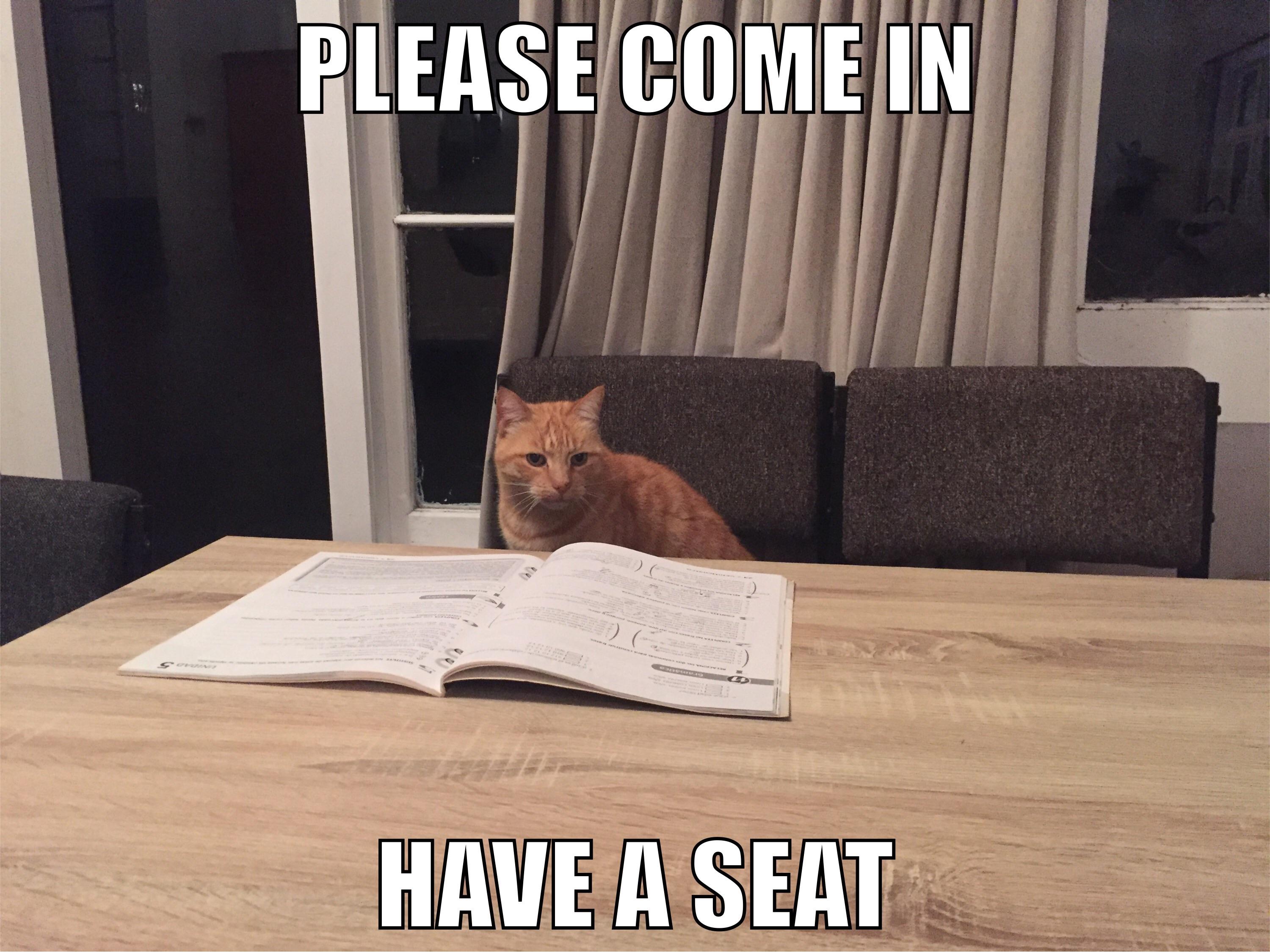 Office cat will see you now r/funny