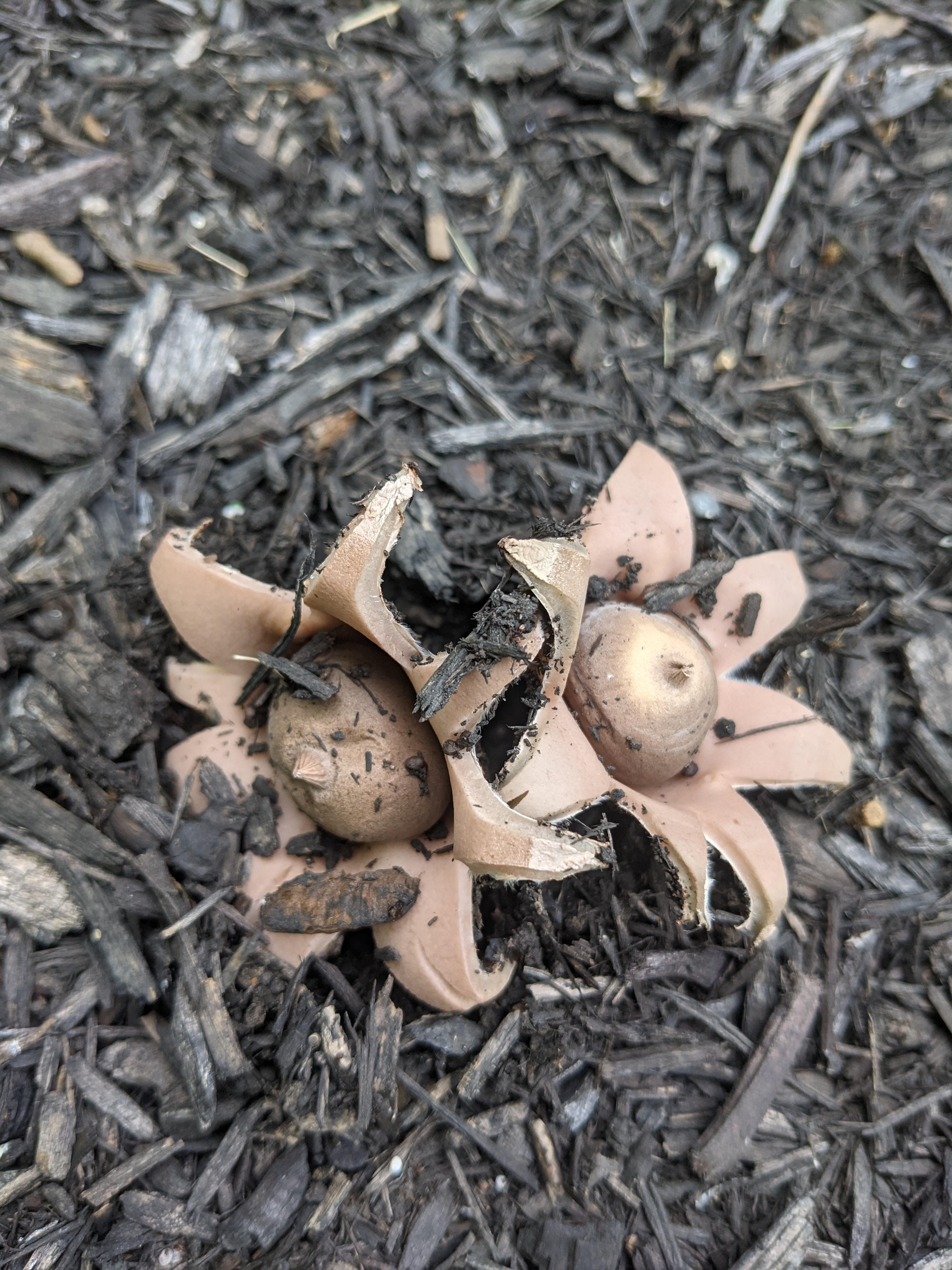 This 'blooming' fungus growing in my flower bed r/mildlyinteresting