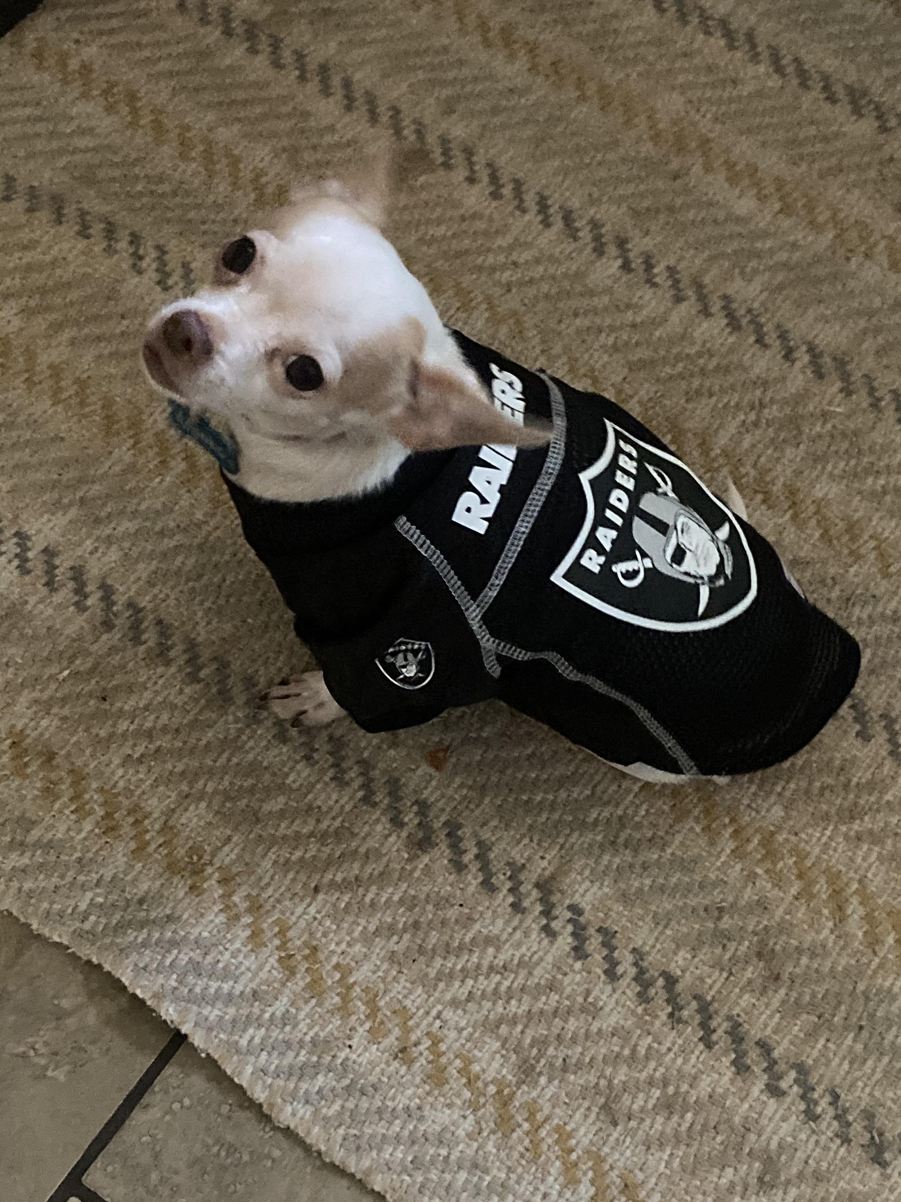 Bought a Raider jersey for my girlfriends chihuahua lol thought you