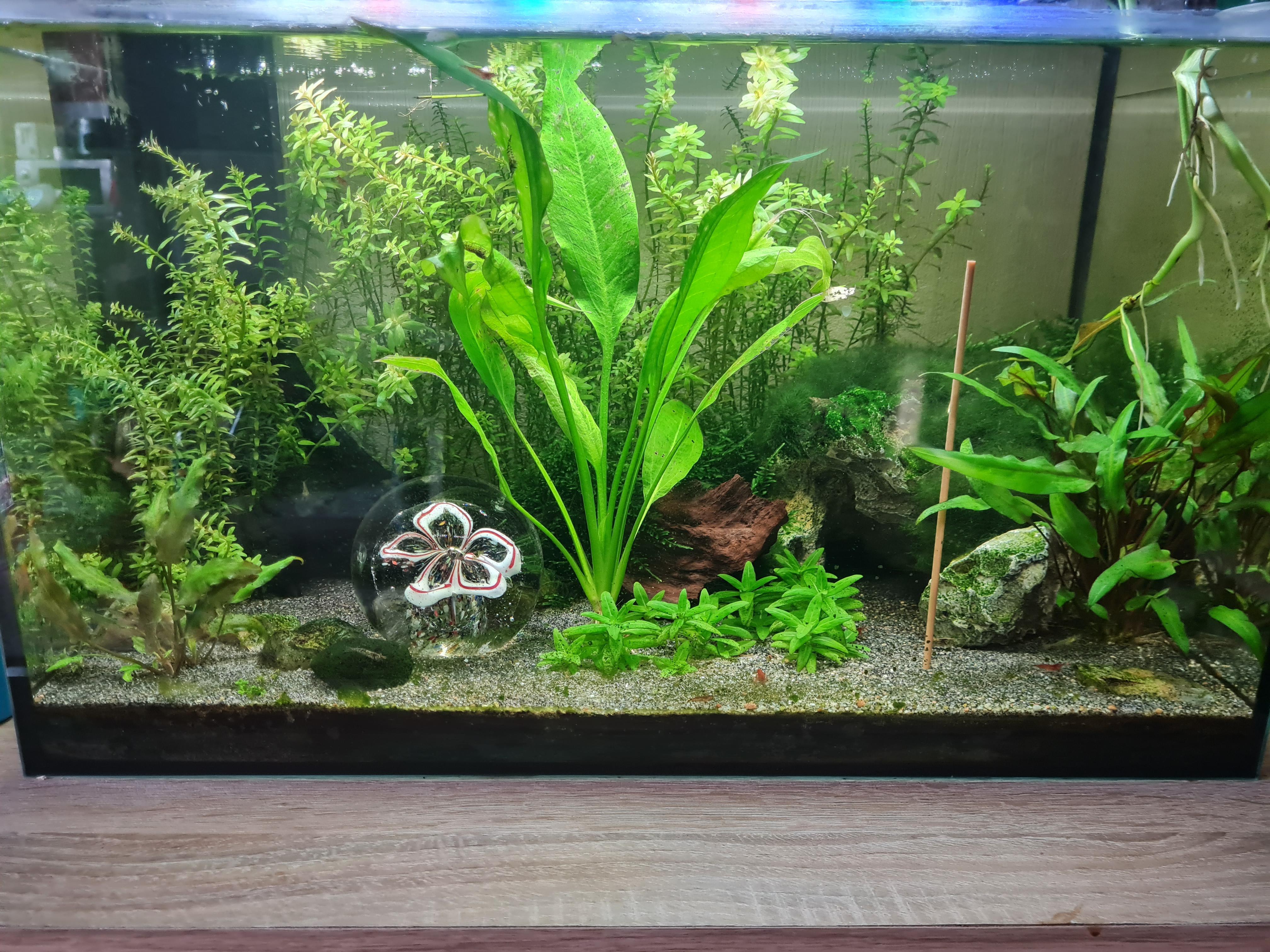 Why does everyone keep telling me it looks empty? r/Aquariums