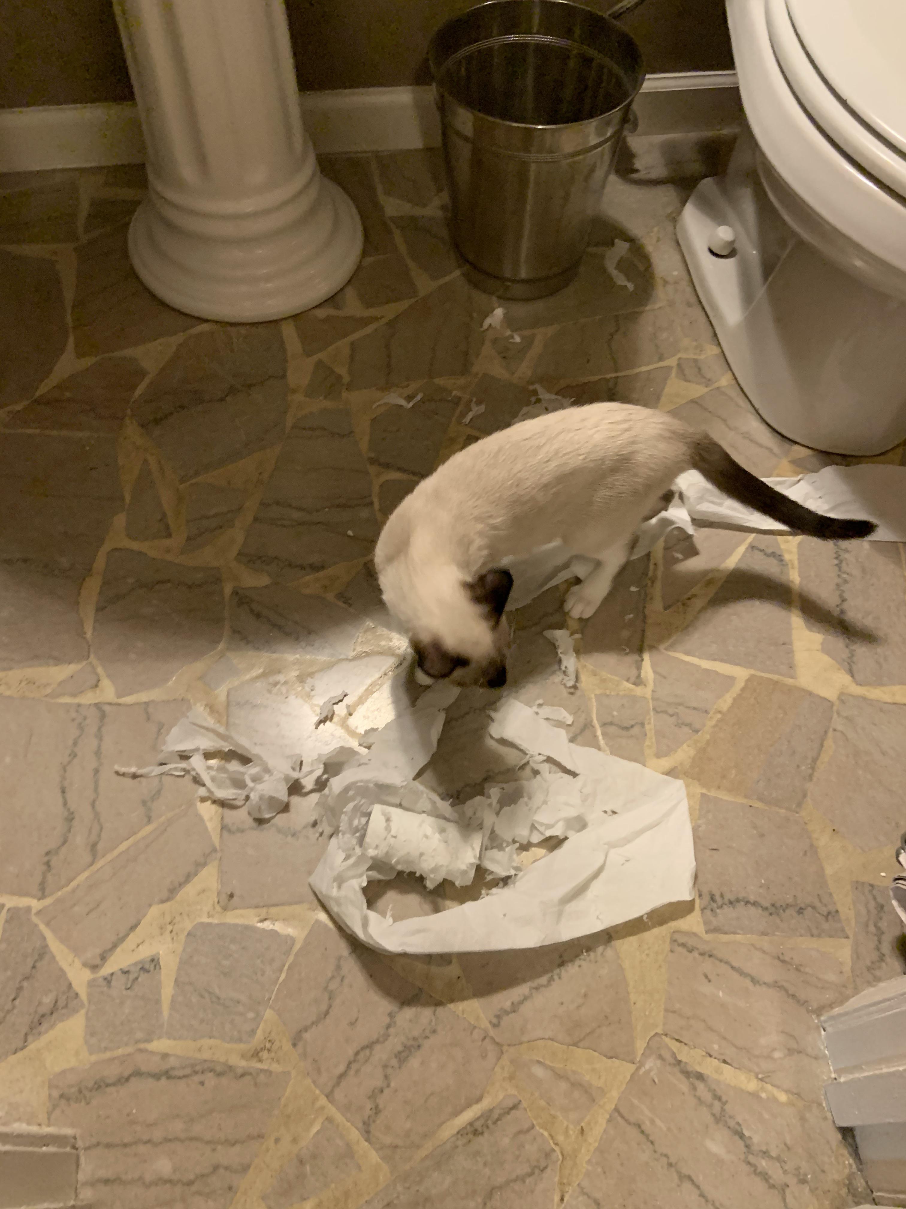 When your kitten does this during a pandemic and there’s a toilet paper