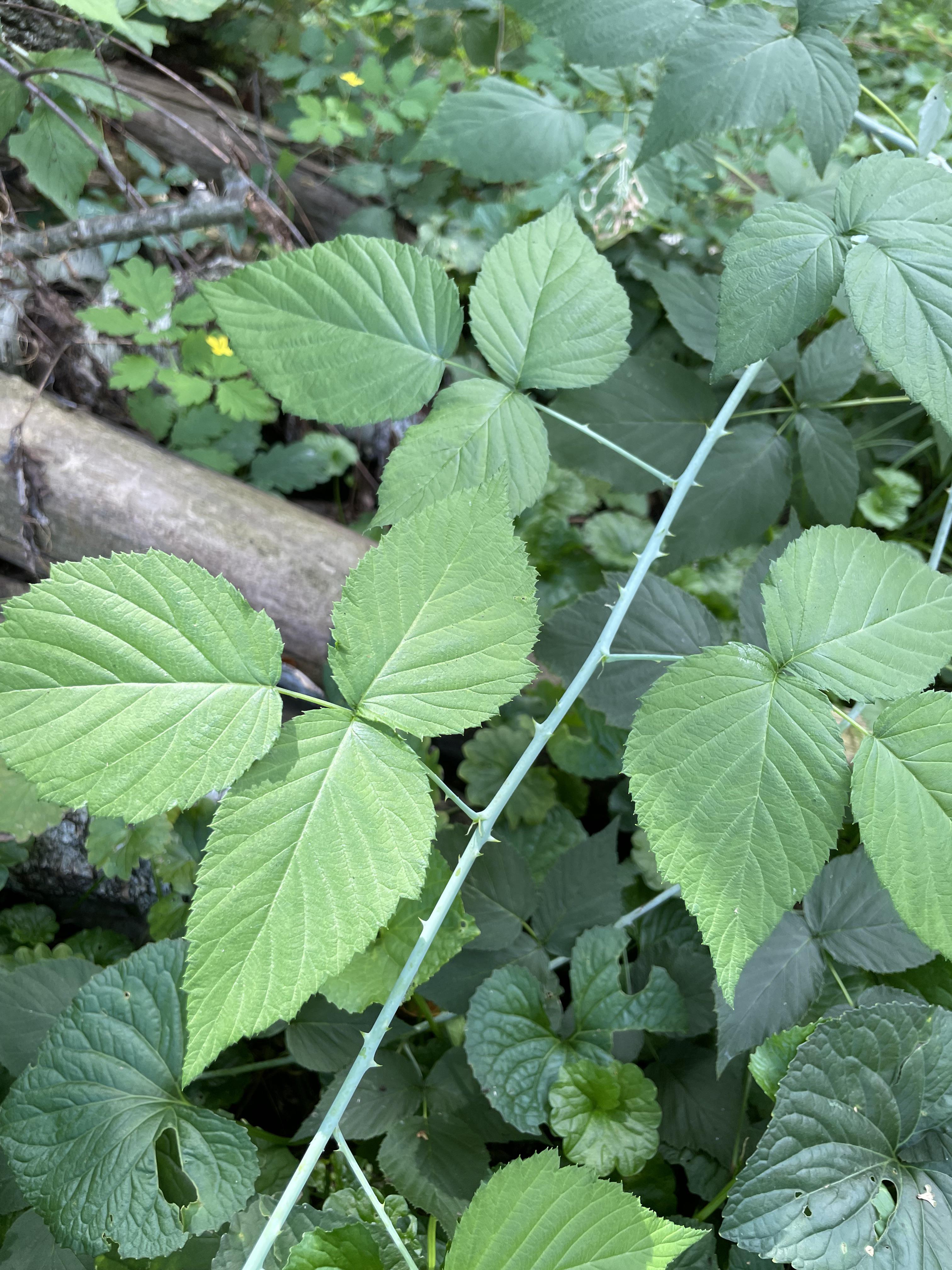 Leaves of three with light stem and thorns? r/whatsthisplant