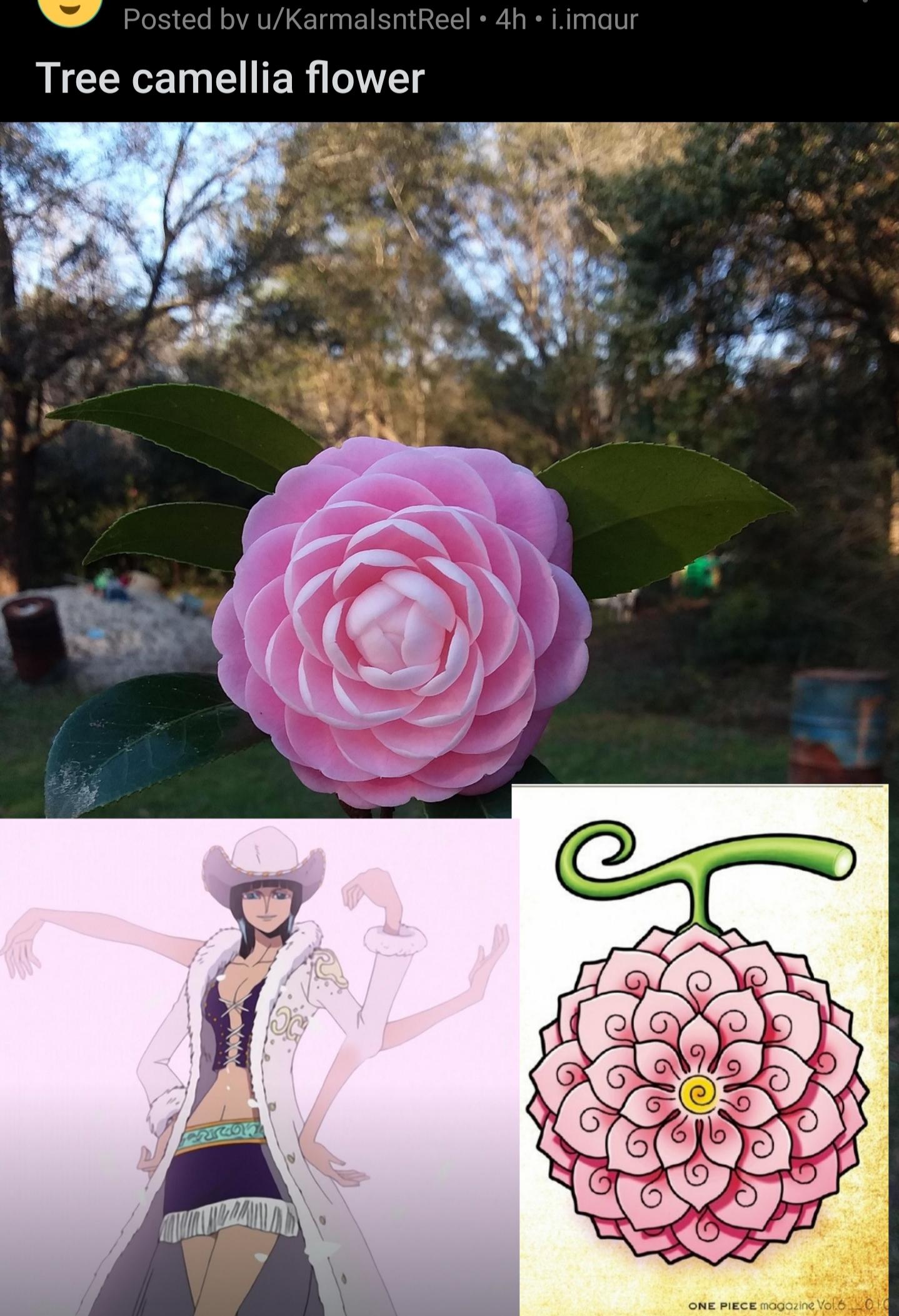 70以上 one piece magazine devil fruit 131506One piece magazine devil