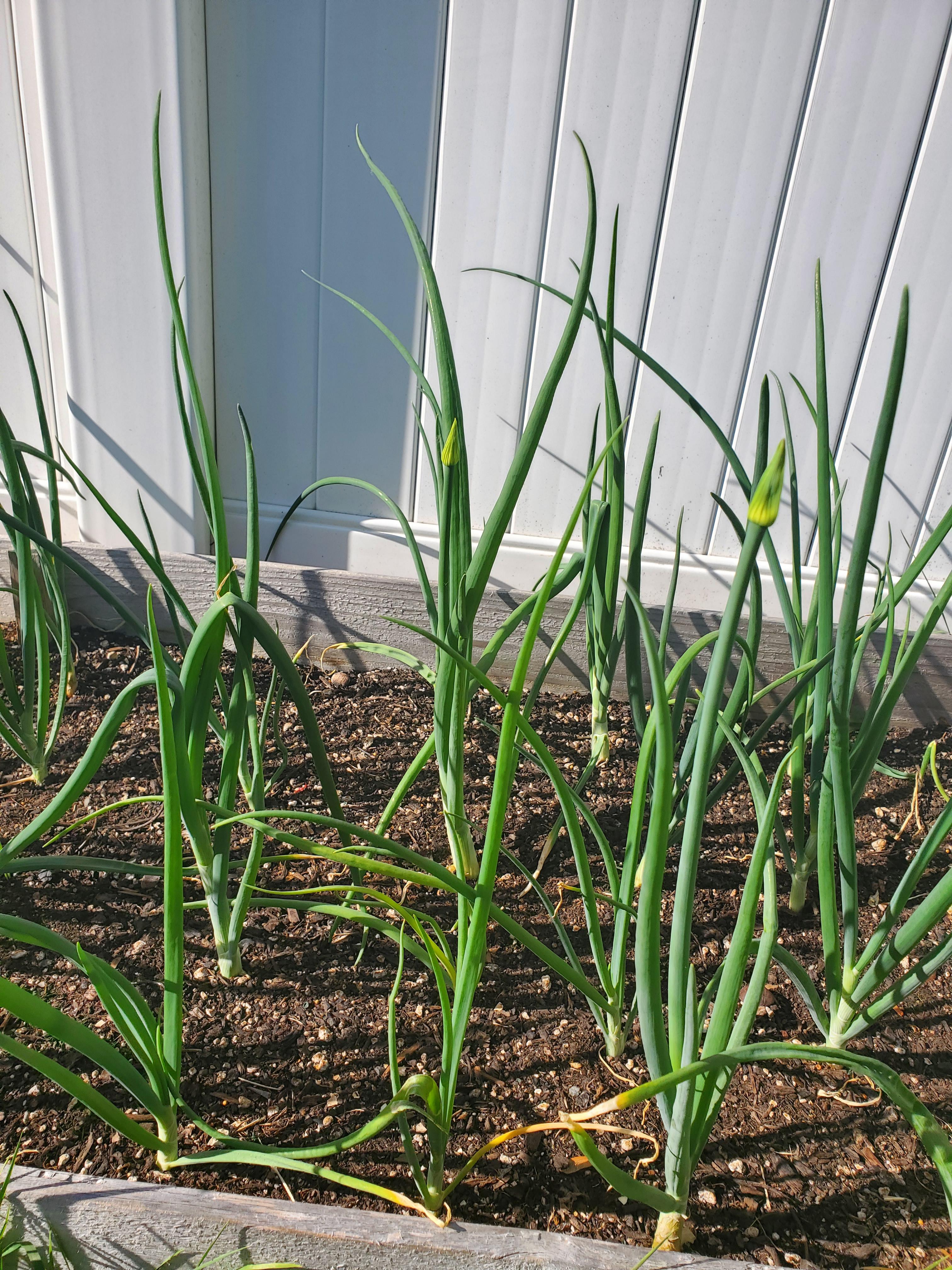 My walla walla onions don't have much of a bulb, but they're starting